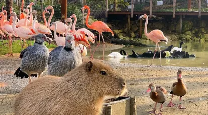 Parrot World Tickets