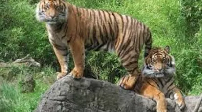 Rotterdam Zoo Tickets