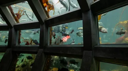Seattle Aquarium Tickets - Seattle
