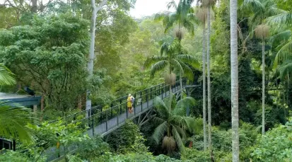 Tamborine Rainforest Skywalk Tickets