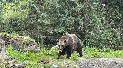 Woodland Park Zoo Tickets
