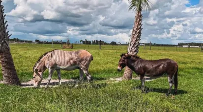 Wild Florida Safari Drive Thru Park Tickets