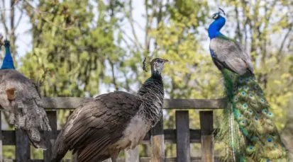 Willowbank Wildlife Reserve Tickets
