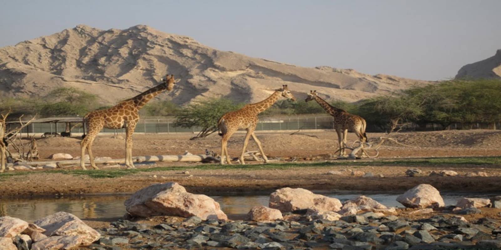 AL Ain Zoo Tickets 2023 Book TicketsToDo Online