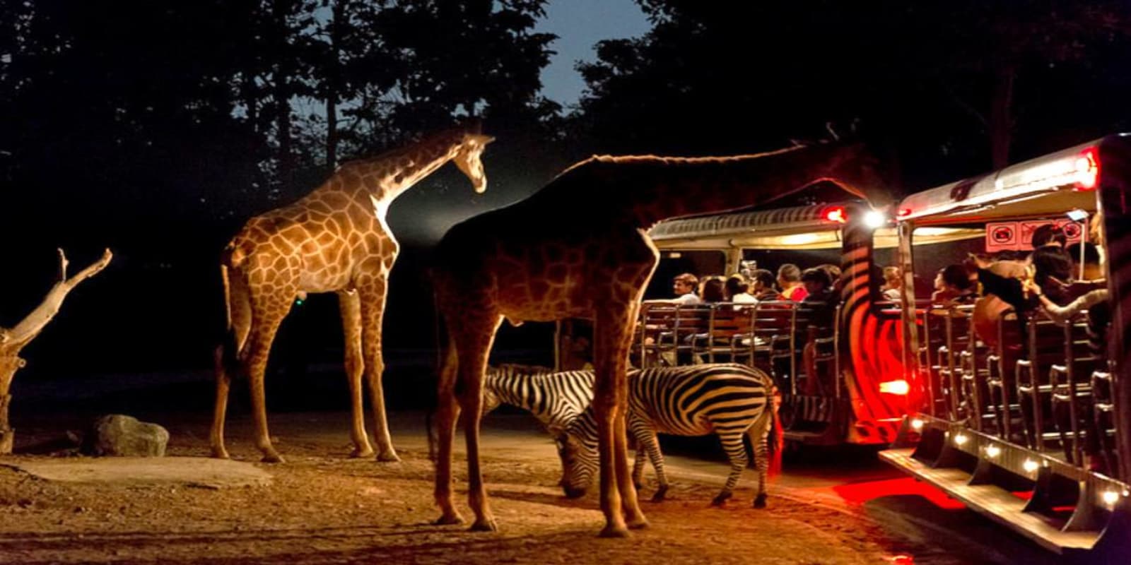 Night Safari Singapore Tickets 2023 | Book TicketsToDo Online Night Safari Singapore Tickets 2023 | Book TicketsToDo Online