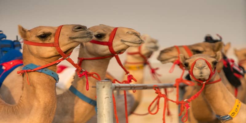 Dubai Camel Racing Club Tickets