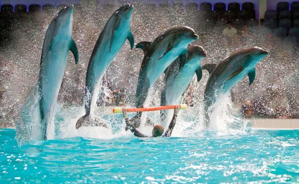 Dubai Dolphinarium Tickets Book Online Offers Price 2021 Ticketstodo