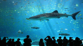 SEA Aquarium Singapore Tickets