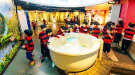 Coex Aquarium Seoul Tickets