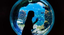 Enoshima Aquarium Tickets