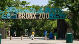 Bronx Zoo Tickets