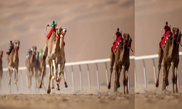 Dubai Desert Camel Safari