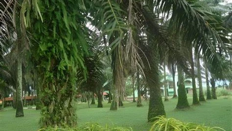 Precious Palm Royal Hotel - Hotel image