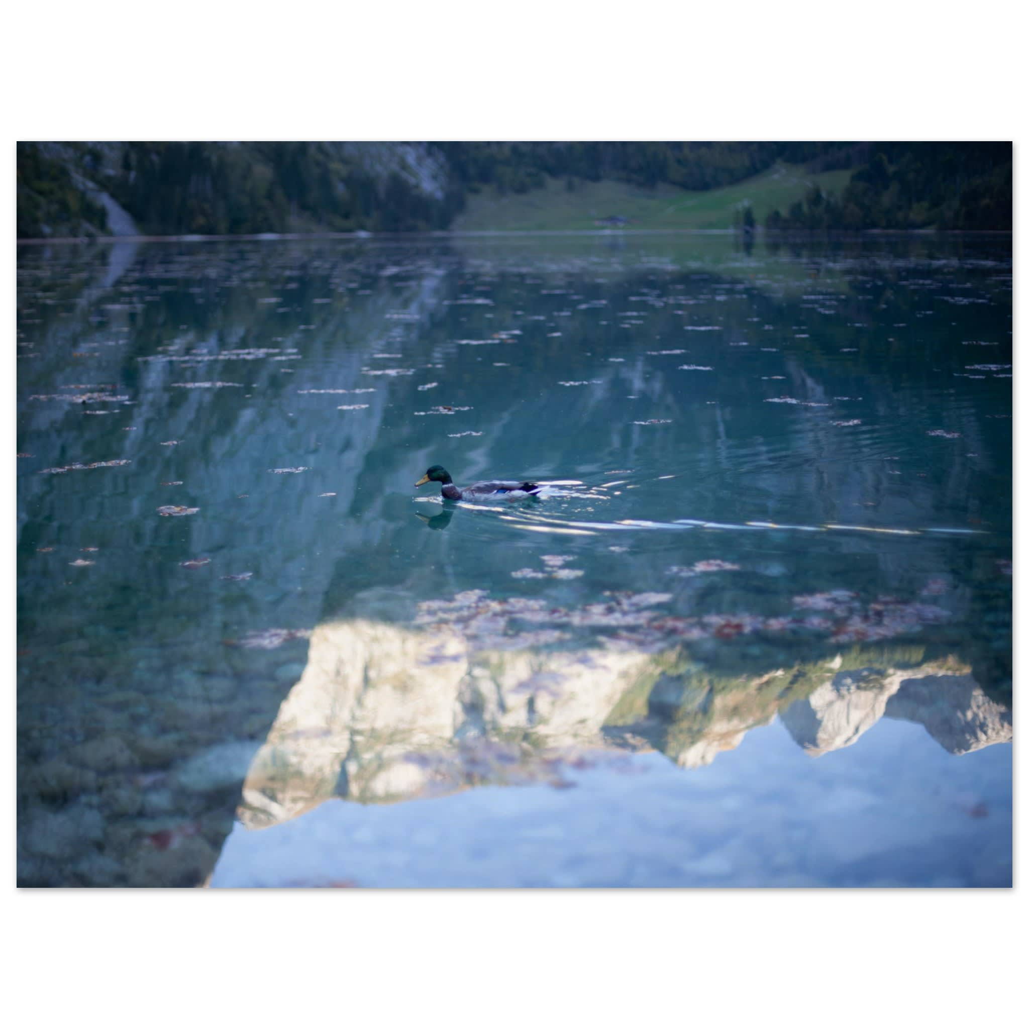 Duck on Obersee Photo Wall art a8d6f716-f766-4818-b9c4-7db6b57e633f
