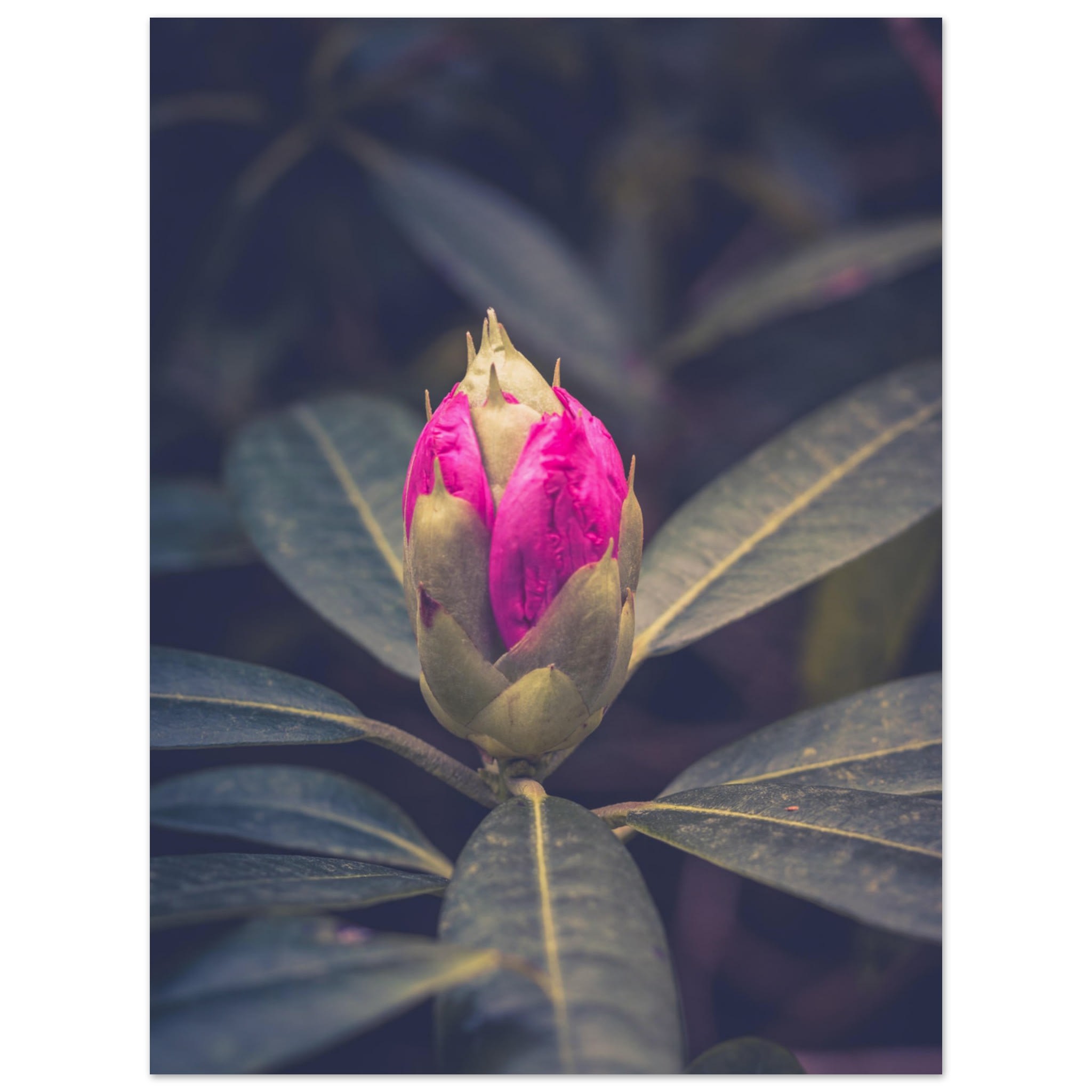 Rhododendron Bud Photo Wall art 01ebaf5c-b096-41cf-b8b9-5cd107c708e7