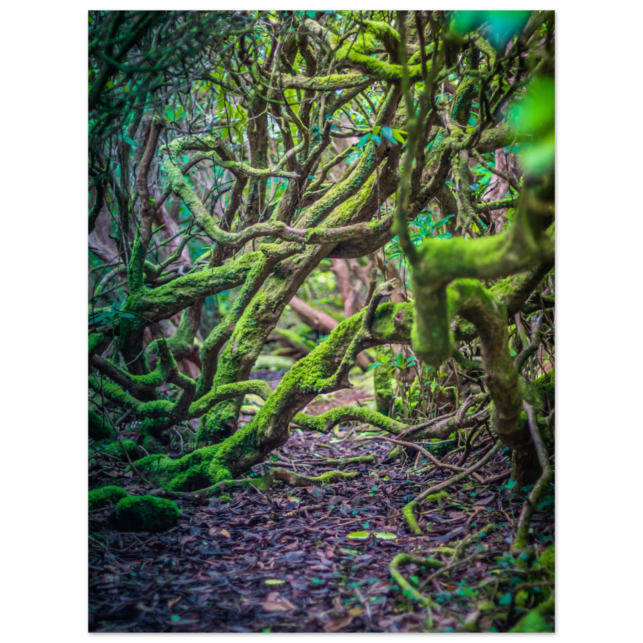 Into the Forest Photo Wall art 645845ce-126b-426b-8b5a-1630ccf6b7a5