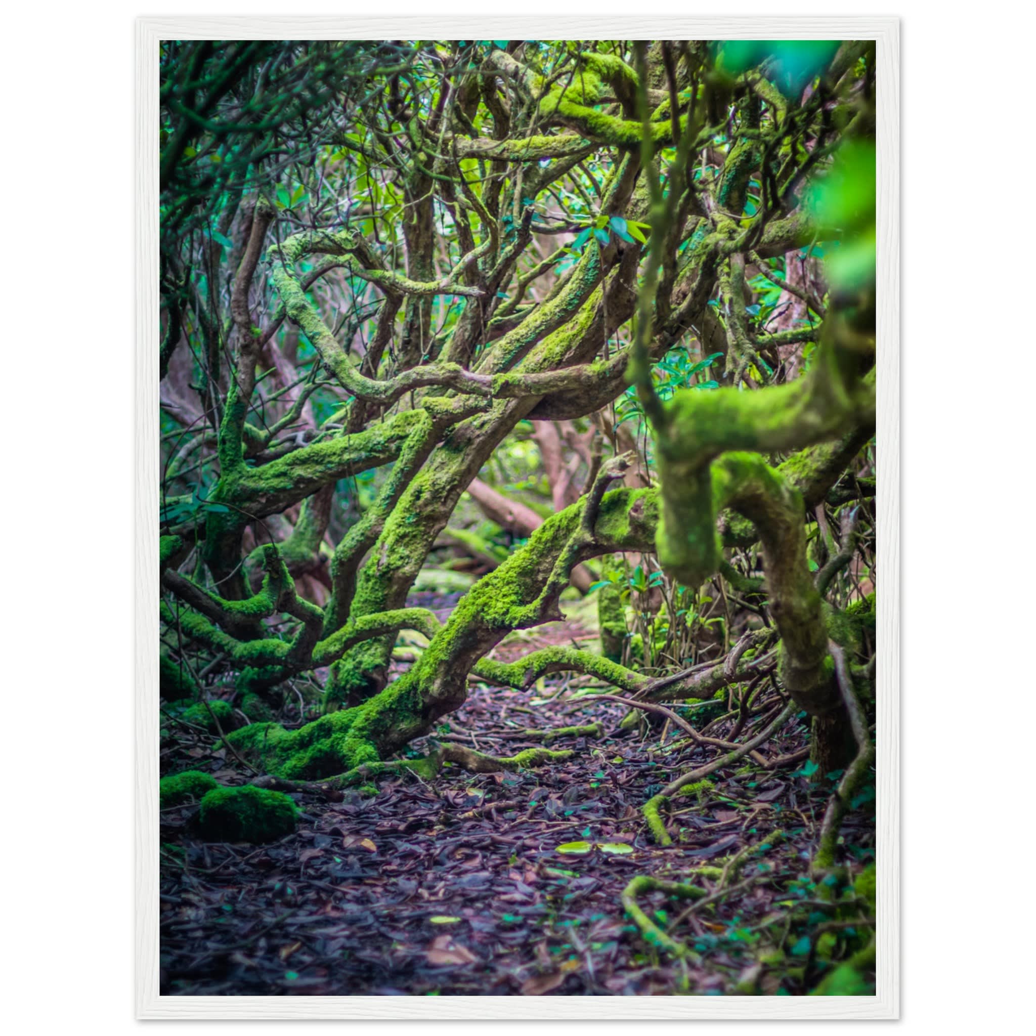 Into the Forest Photo Wall art a878700a-3ce9-4c1d-b51d-7f6738e209e1