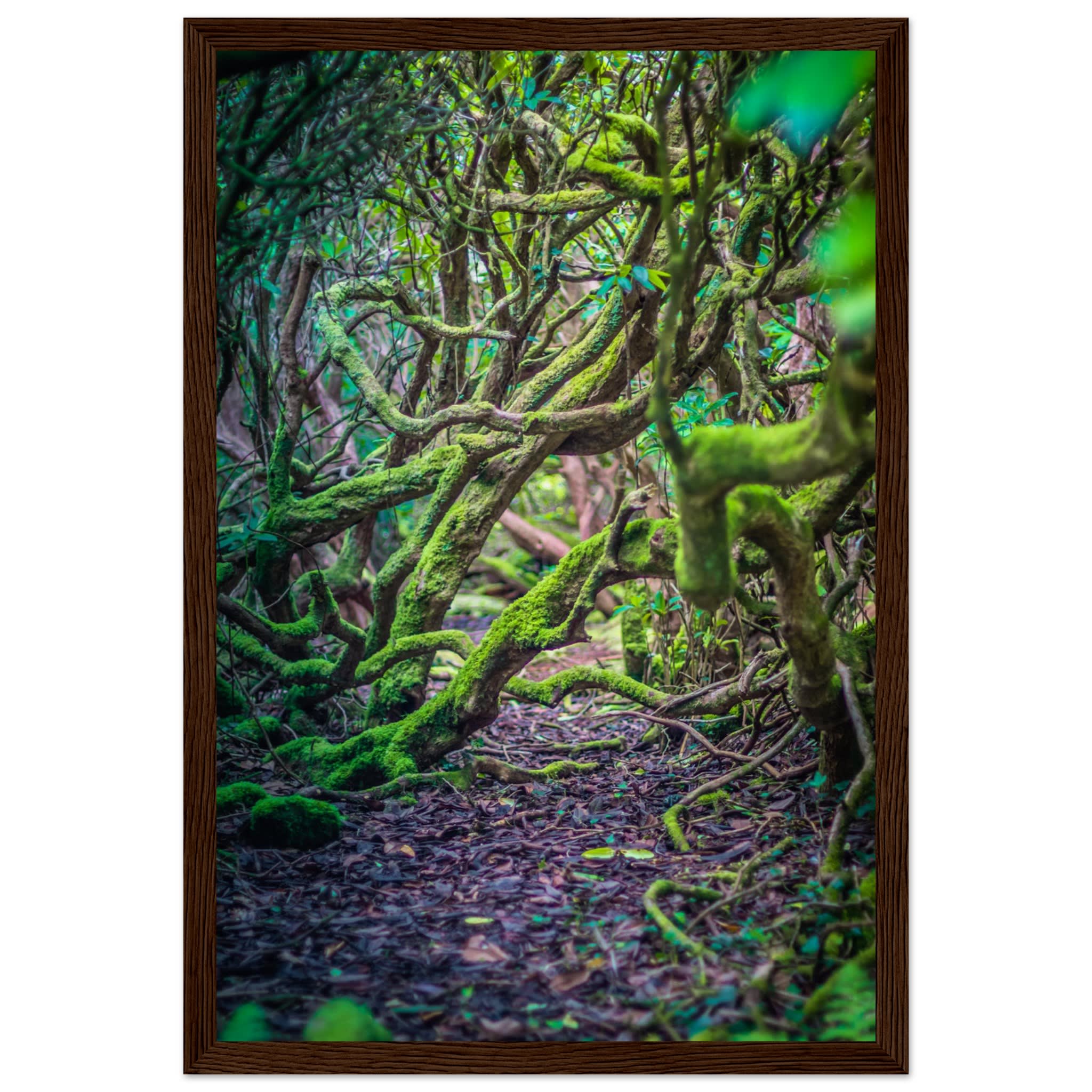 Into the Forest Photo Wall art 57b4a547-aff9-4a9d-972f-15b21361d3b8