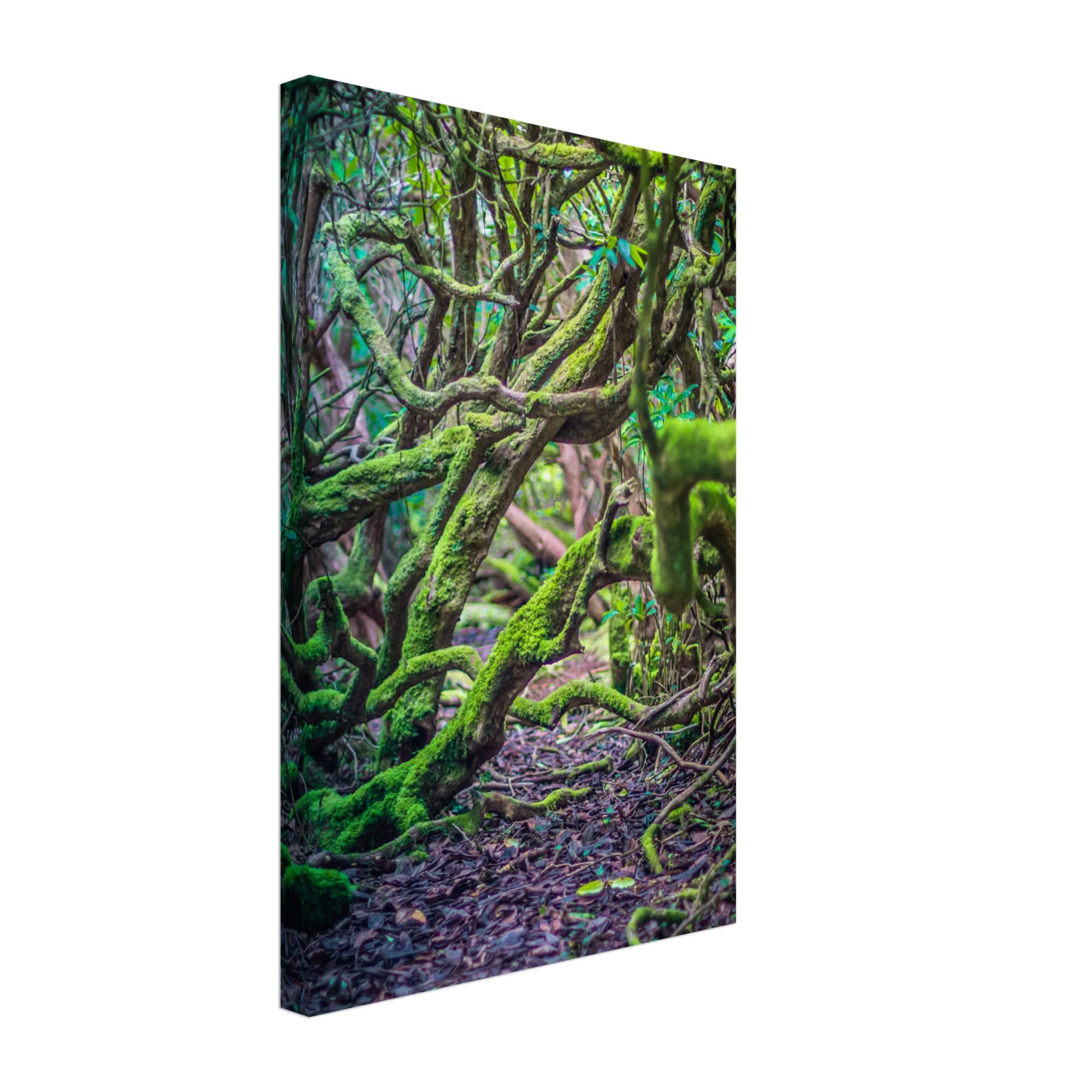 Into the Forest Photo Wall art c6b30c37-1cba-44d1-9d38-44f3caf294aa