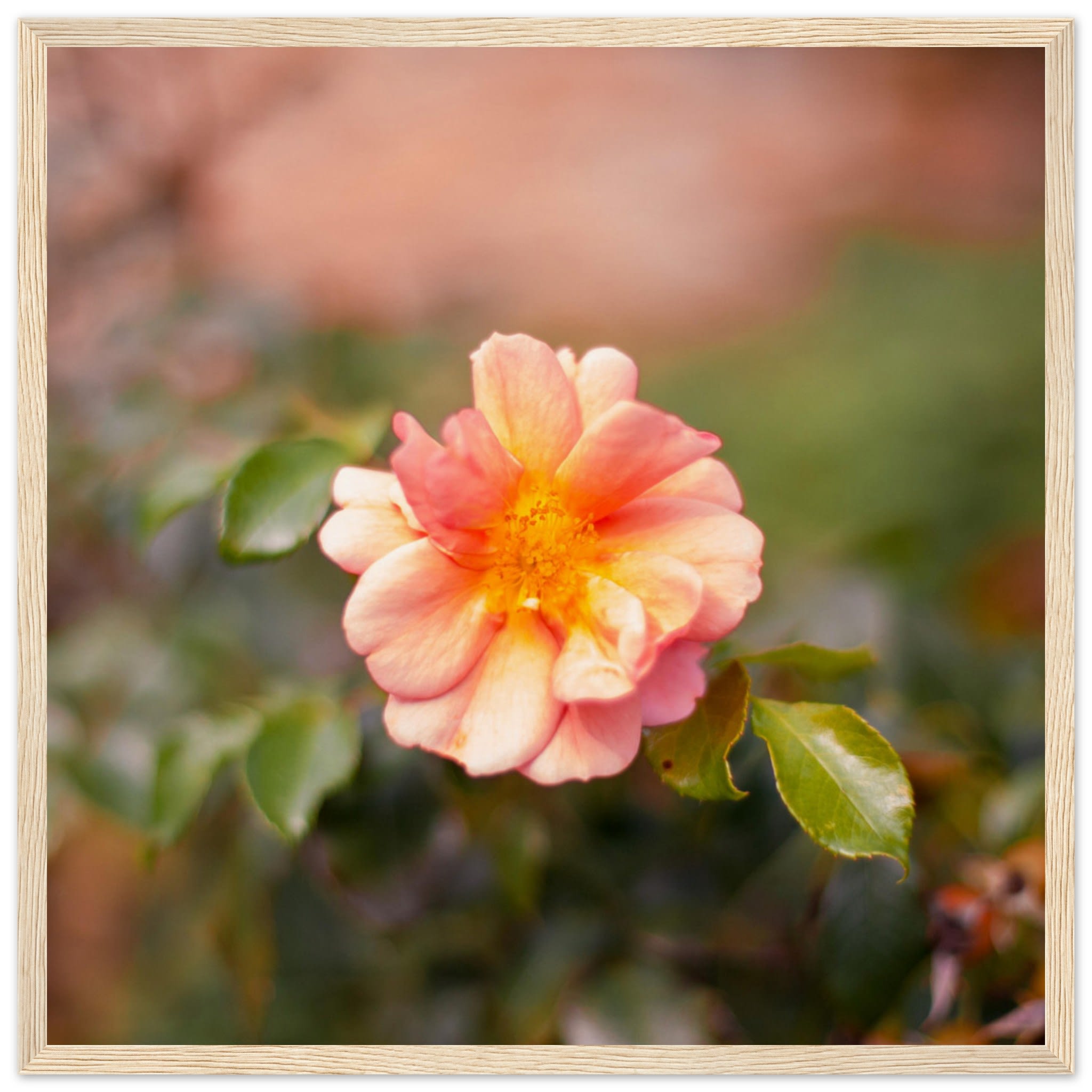 Dog Rose Photo Wall art 14913975-7971-475f-8436-30f21303f483