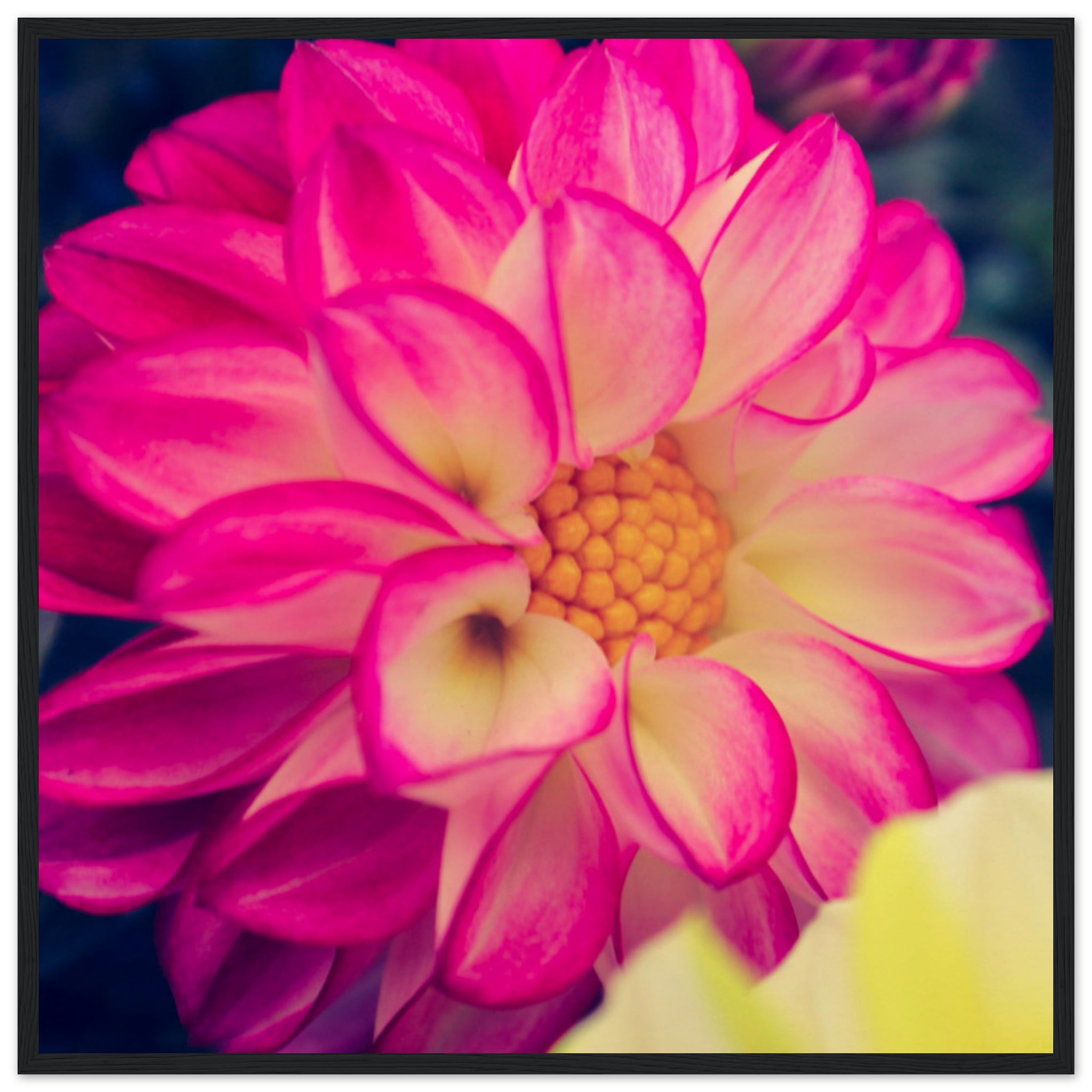 Dahlia Photo Photo Wall art e6c3d968-846c-4983-882e-94efd42a9388