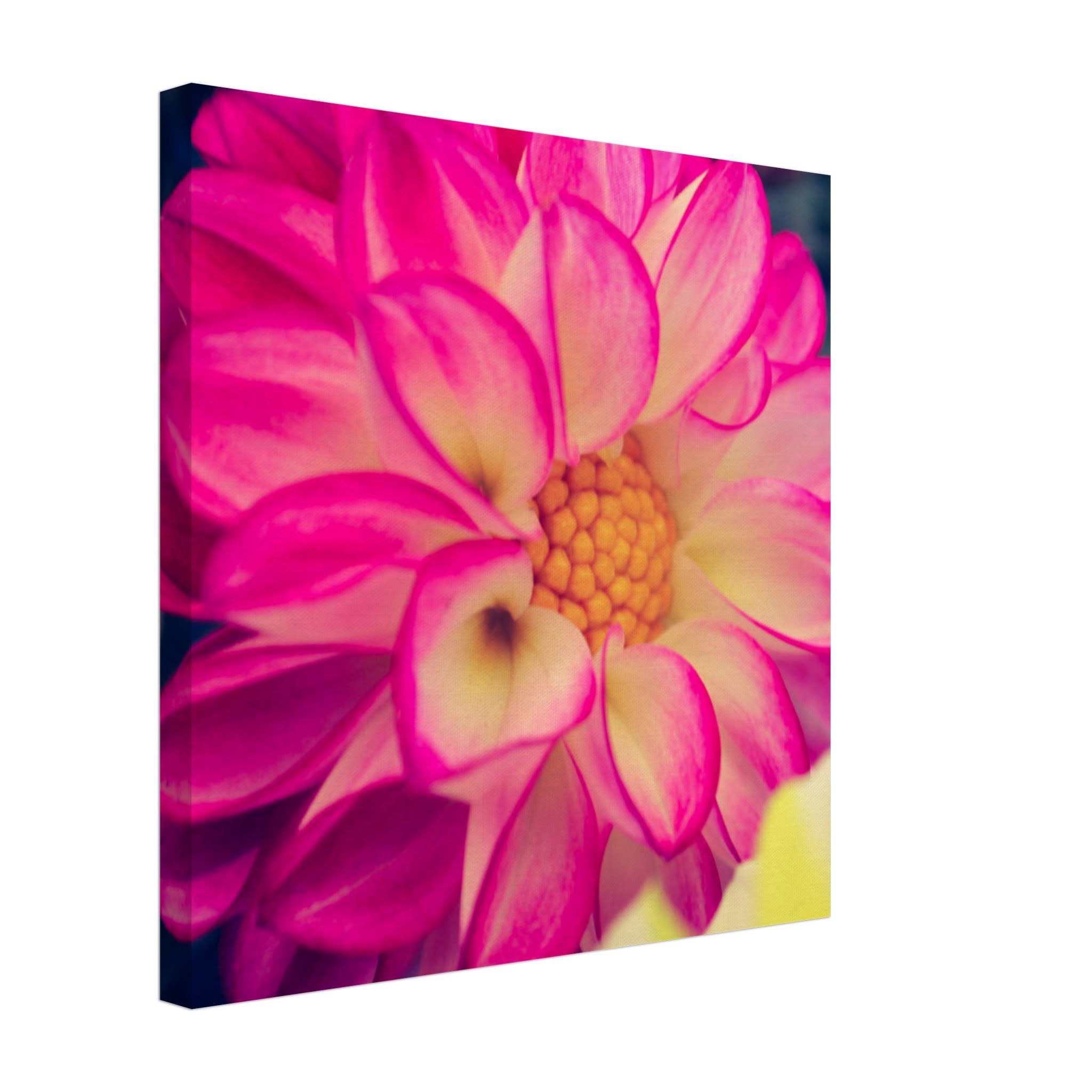 Dahlia Photo Photo Wall art 97d0b6ed-d7e7-452a-a07f-9b548b372269