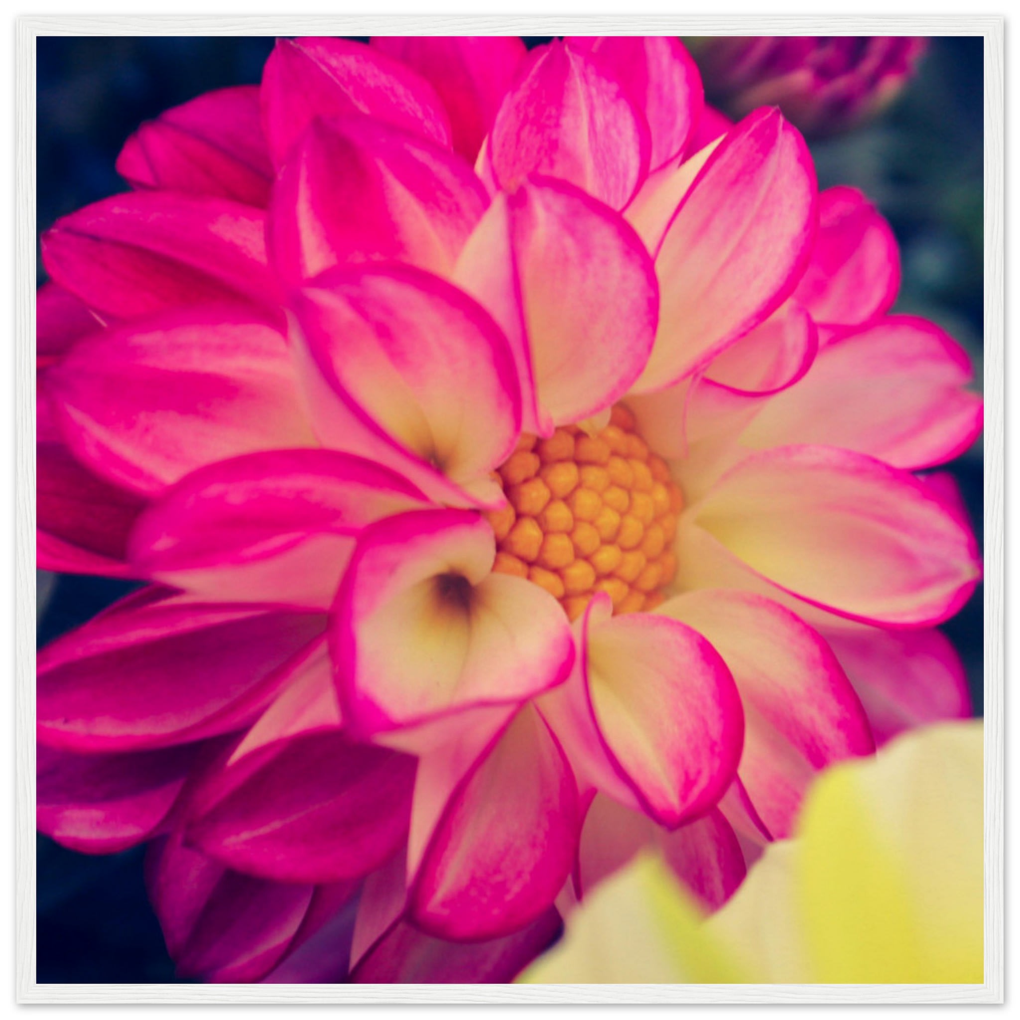 Dahlia Photo Photo Wall art 2c4e09f6-dd02-40b9-9746-1c5c9d67a042