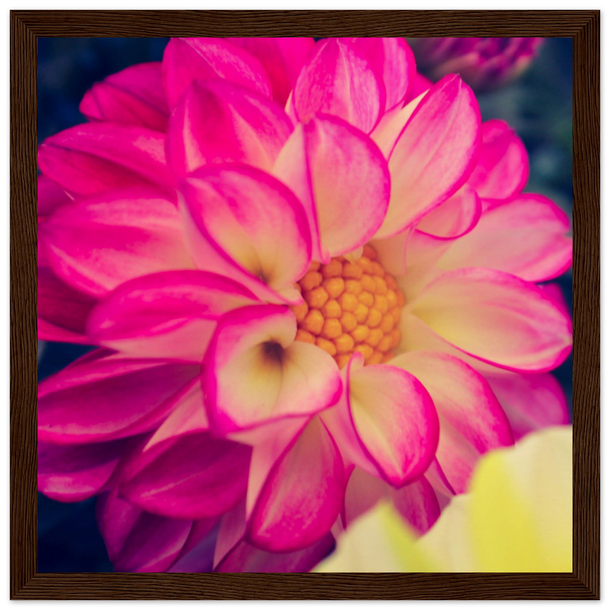 Dahlia Photo Photo Wall art 9c817a9c-86b1-4f9c-ba1e-c406a0717535