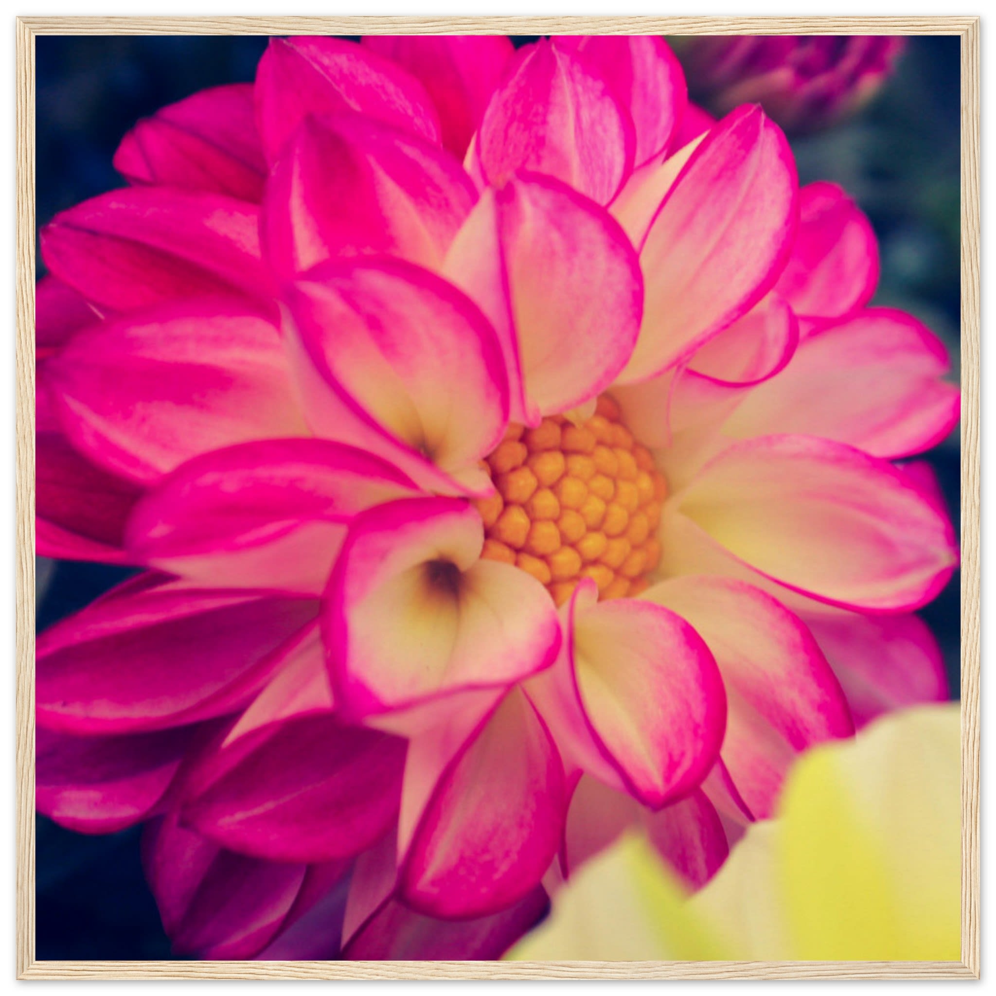 Dahlia Photo Photo Wall art c12f05c6-ae67-4c9b-bf77-52c696e2bf36