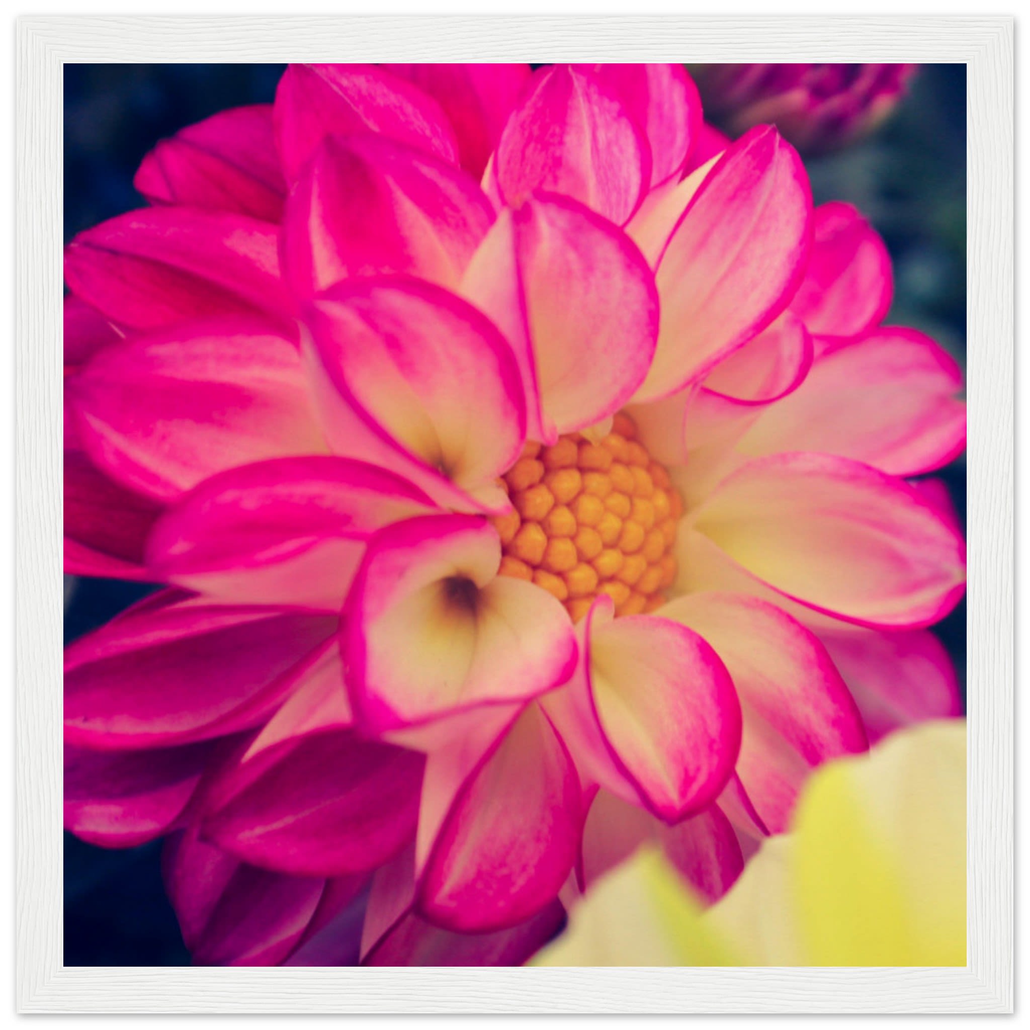 Dahlia Photo Photo Wall art 25ddec49-cfa6-4820-af8a-8ac1ef691873