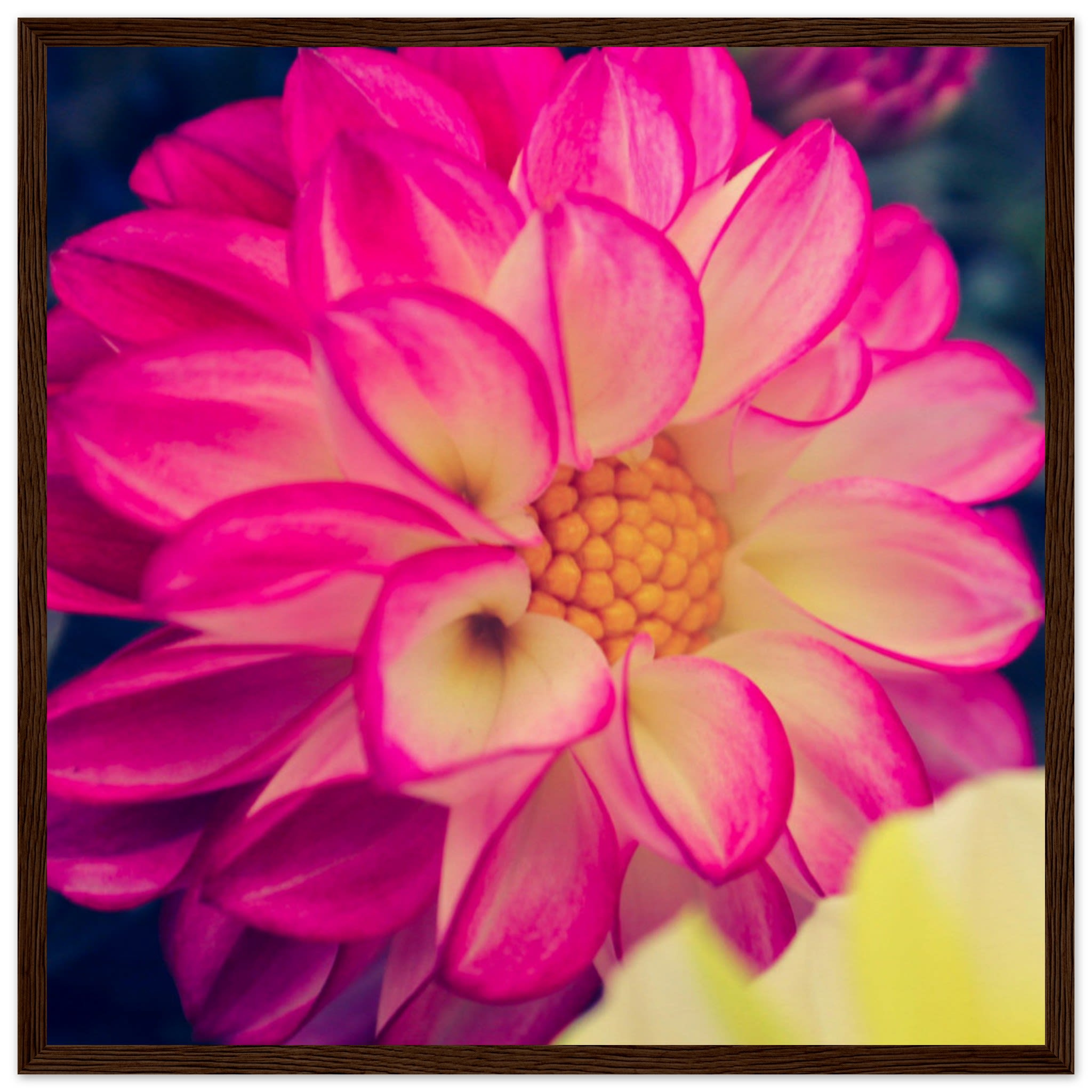 Dahlia Photo Photo Wall art b4cd93c2-92a0-4f2a-9db6-5192523e594e