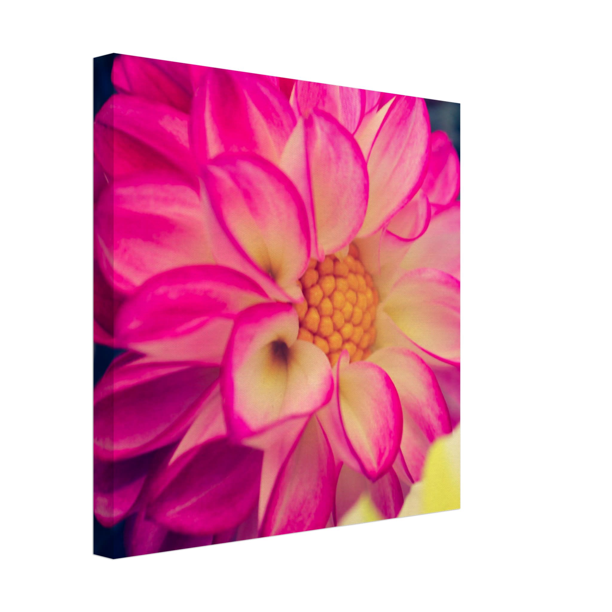 Dahlia Photo Photo Wall art 63f8d187-cd53-463b-818c-2375716e10c7