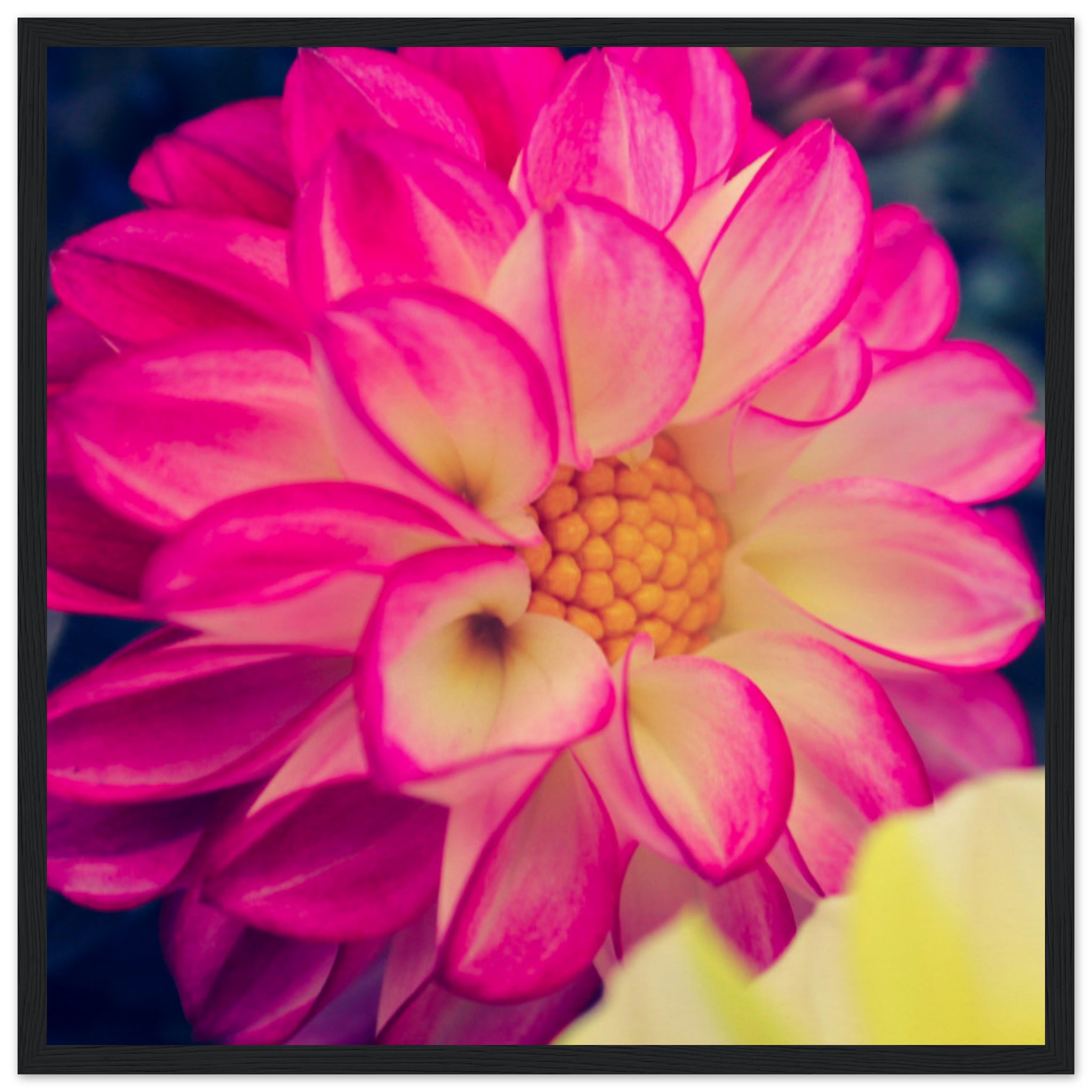 Dahlia Photo Photo Wall art 81027cf1-df8f-4059-be48-1ea80370b013