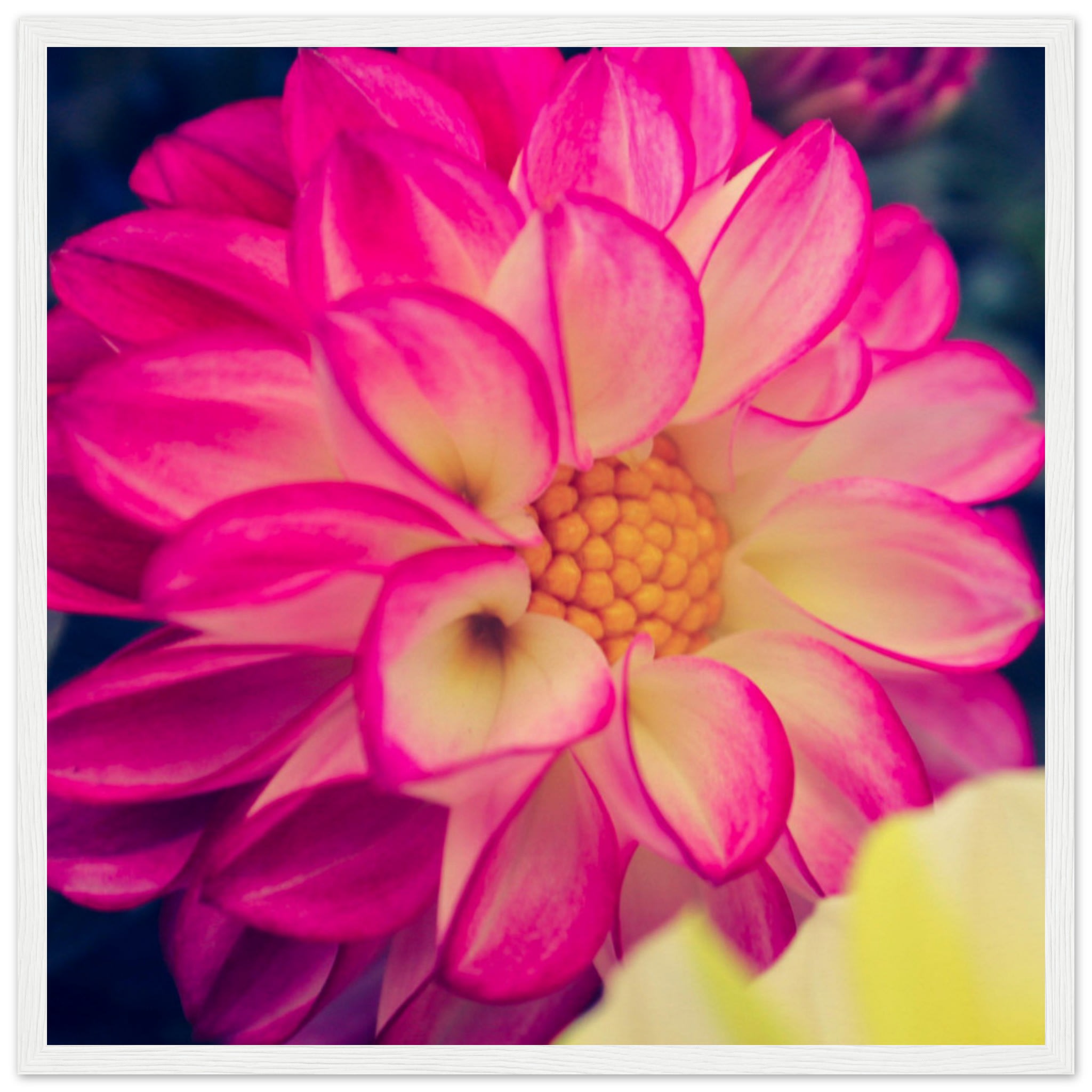 Dahlia Photo Photo Wall art 63111c53-48b2-4e92-9d2c-69b724b09c41