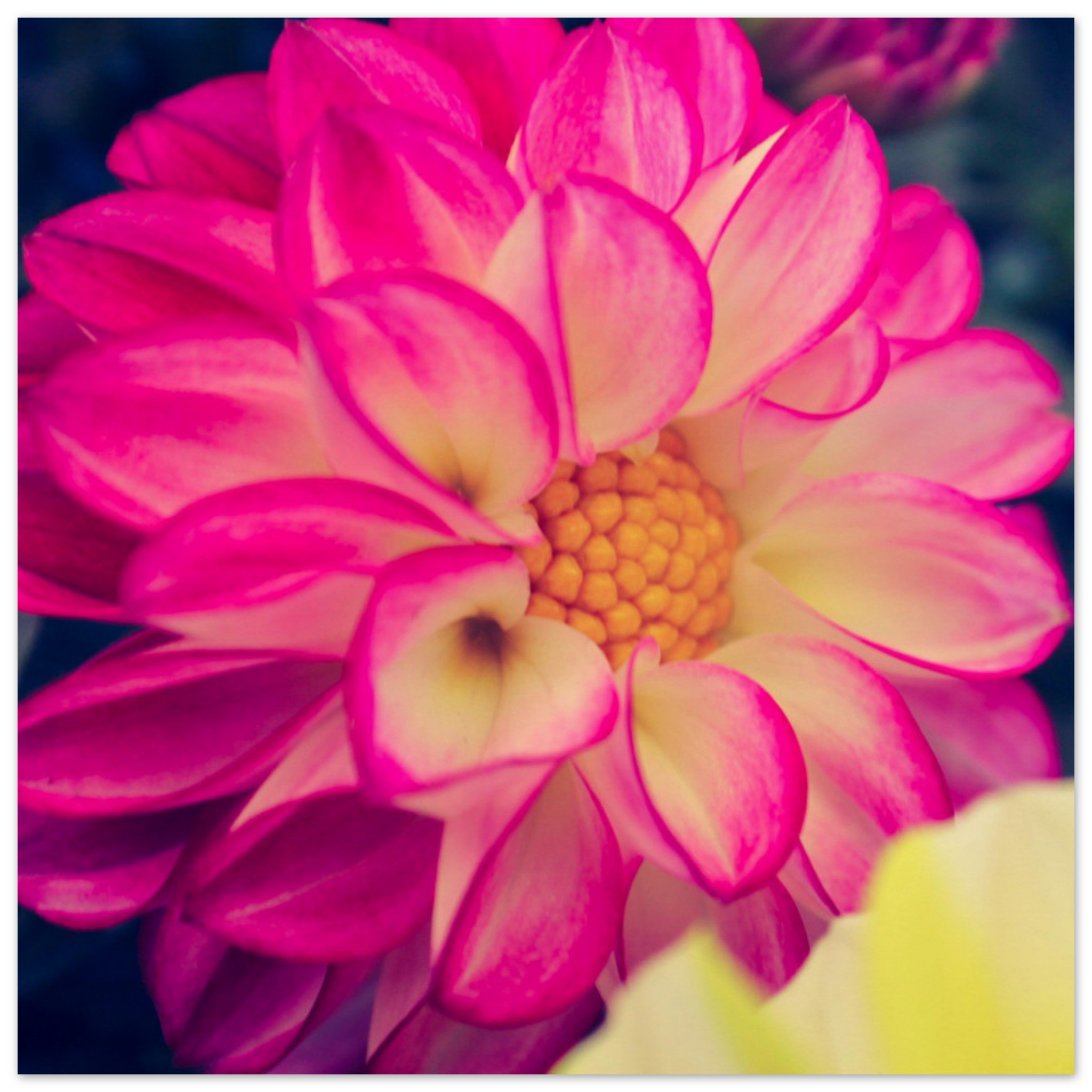 Dahlia Photo Photo Wall art 89279ef7-4d9f-4c21-921b-d1a3482824d3