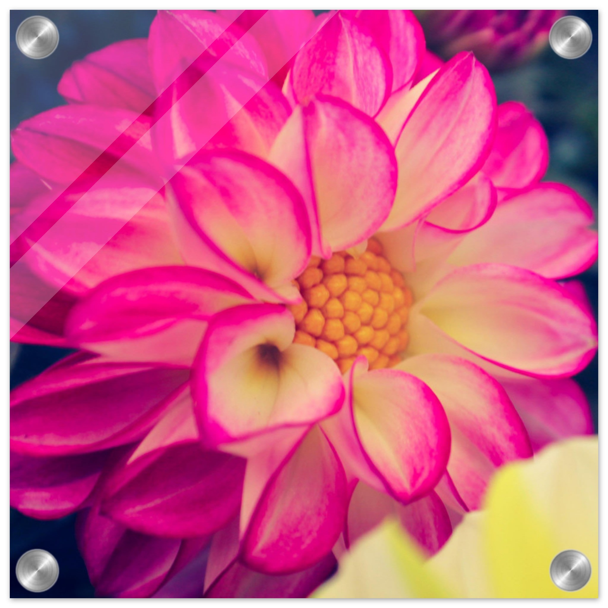Dahlia Photo Photo Wall art 0971aa5d-9127-4677-8b3c-afa55c74b0f0