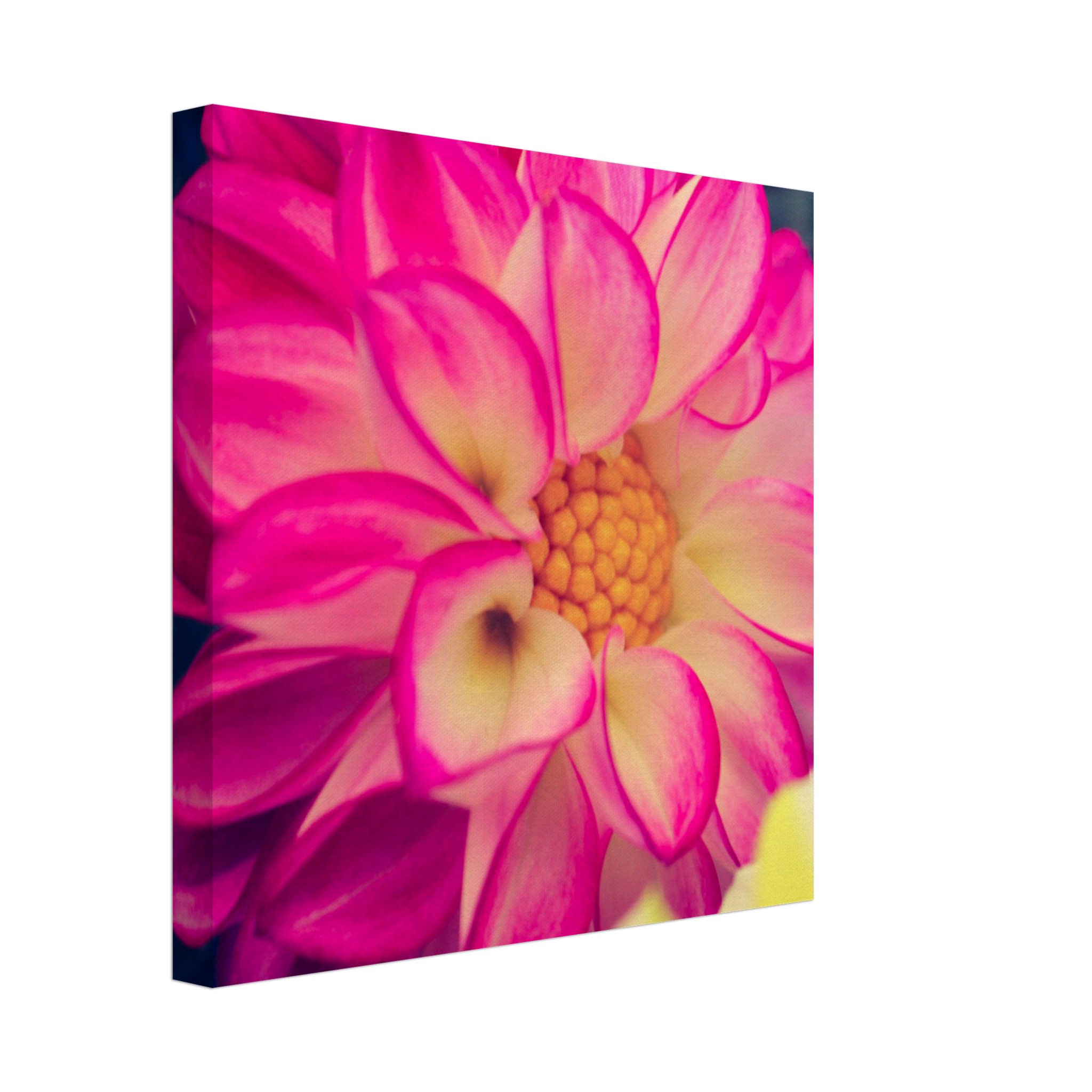 Dahlia Photo Photo Wall art 36369dd2-200b-4739-afb8-62740dd3898d