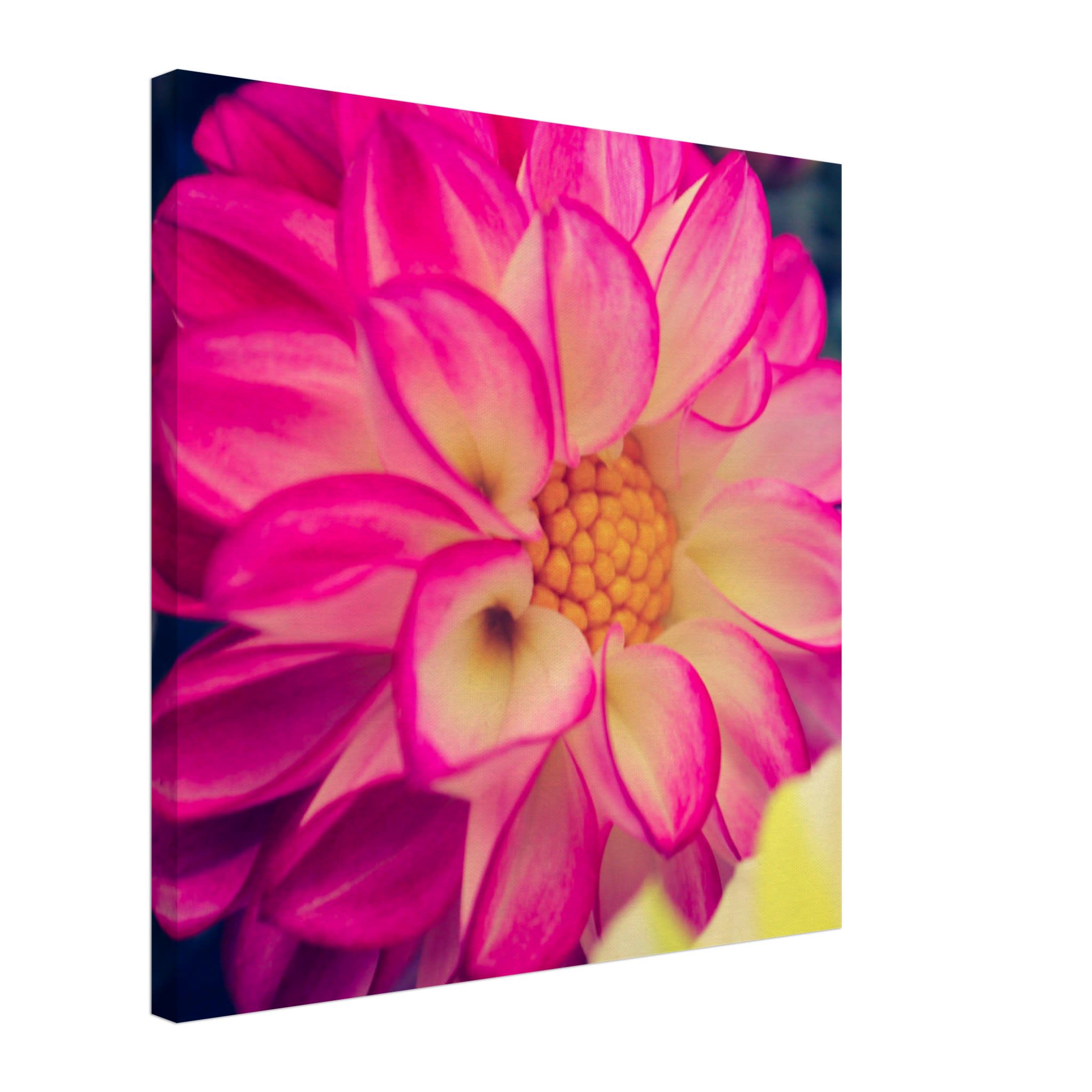 Dahlia Photo Photo Wall art 7d0278bb-2612-48da-a679-edde953cea41