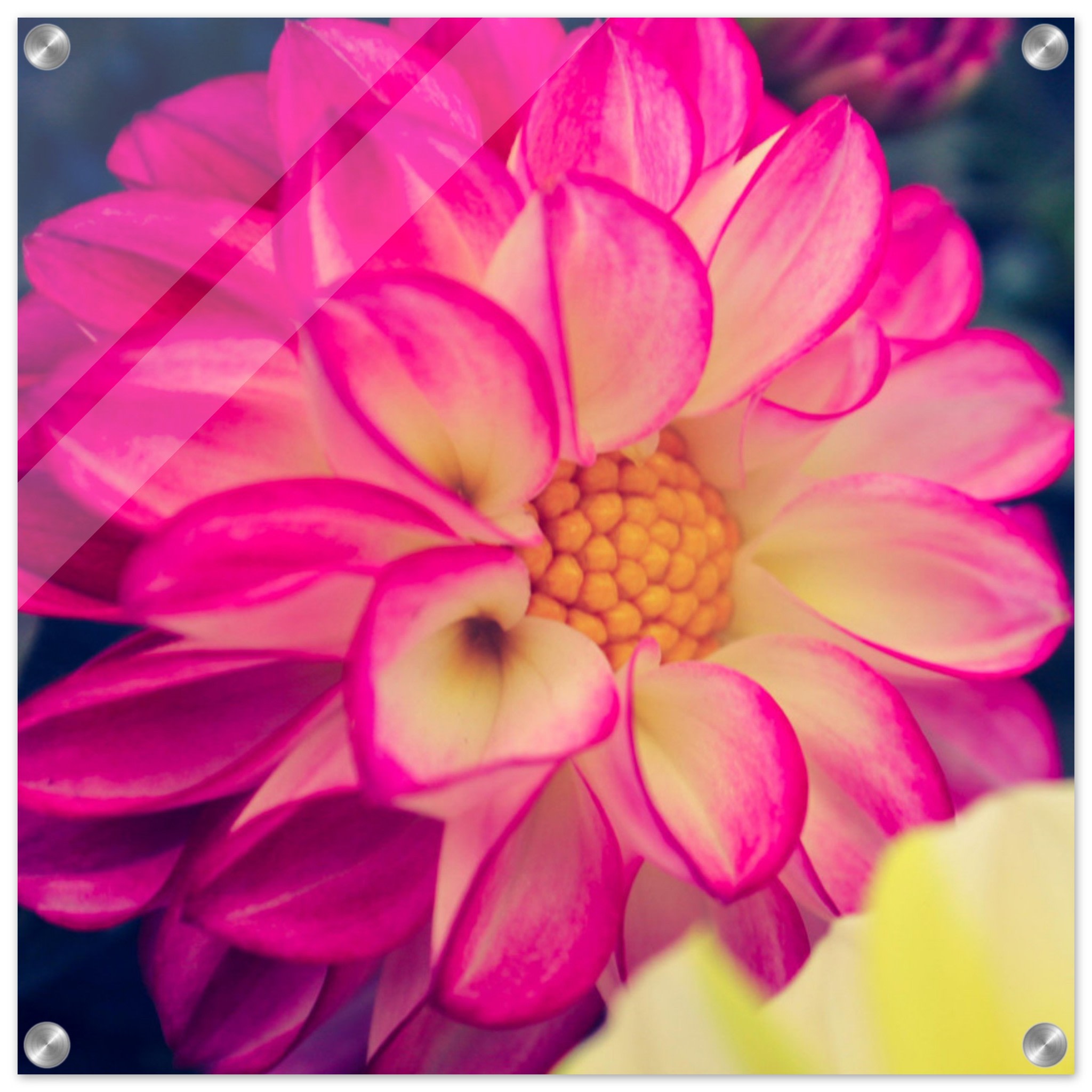 Dahlia Photo Photo Wall art 5d17efc3-8fcf-497a-a636-3ce526b7162f