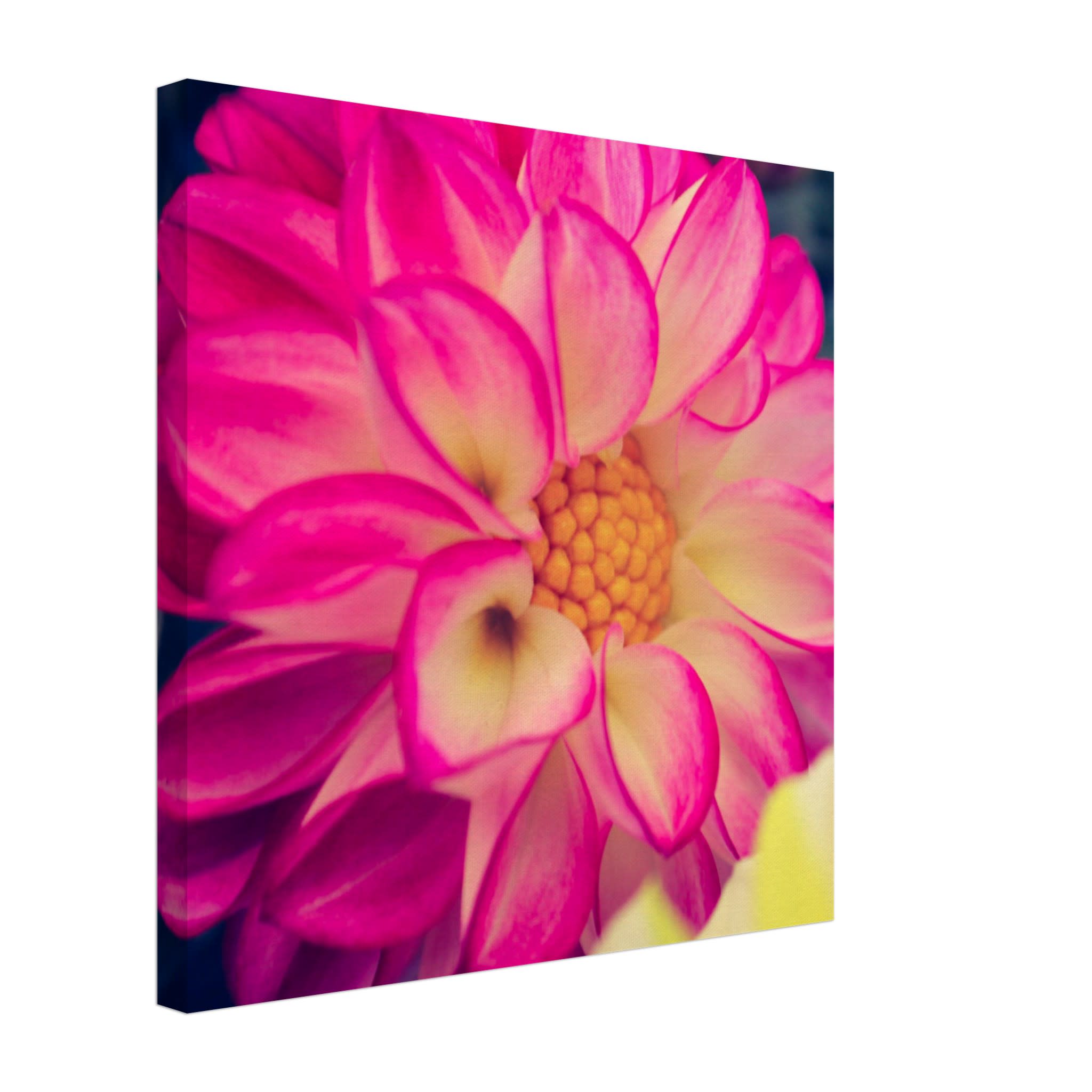 Dahlia Photo Photo Wall art ecae7a59-2391-4053-bf75-4f3cd6581415