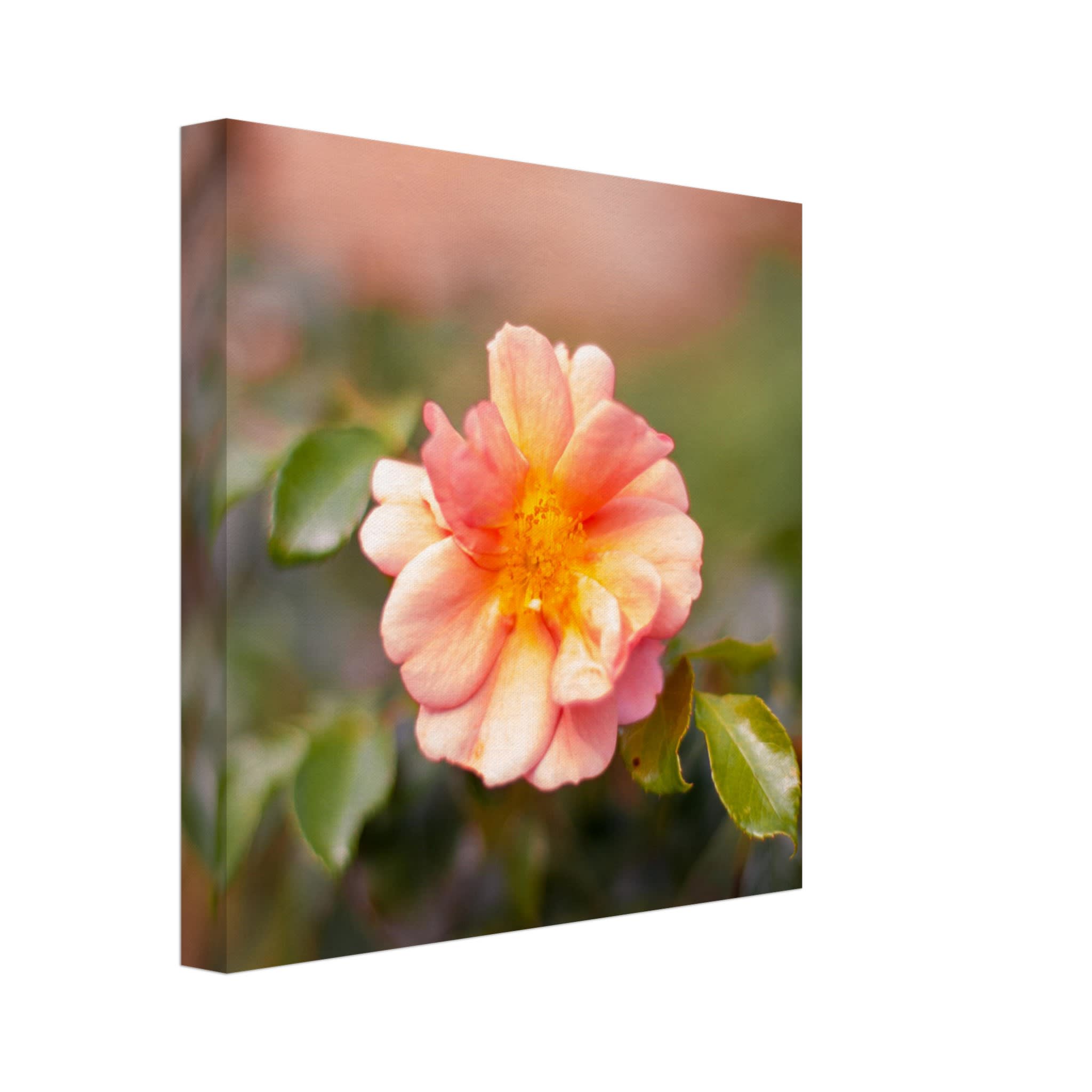 Dog Rose Photo Wall art 19941e04-7f20-43c9-9bbb-0b31f34273ac