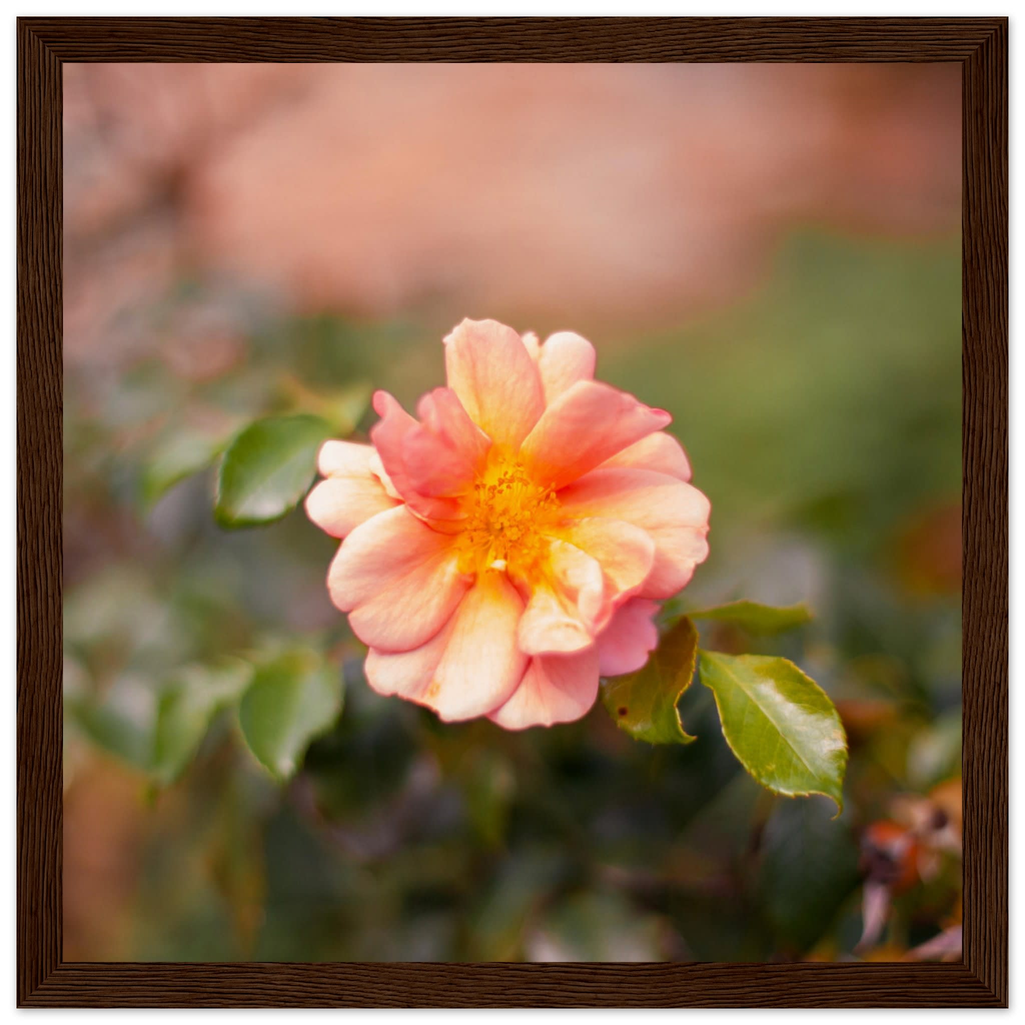 Dog Rose Photo Wall art ef8fafc4-ad29-4411-96ee-d1e0edf35dde