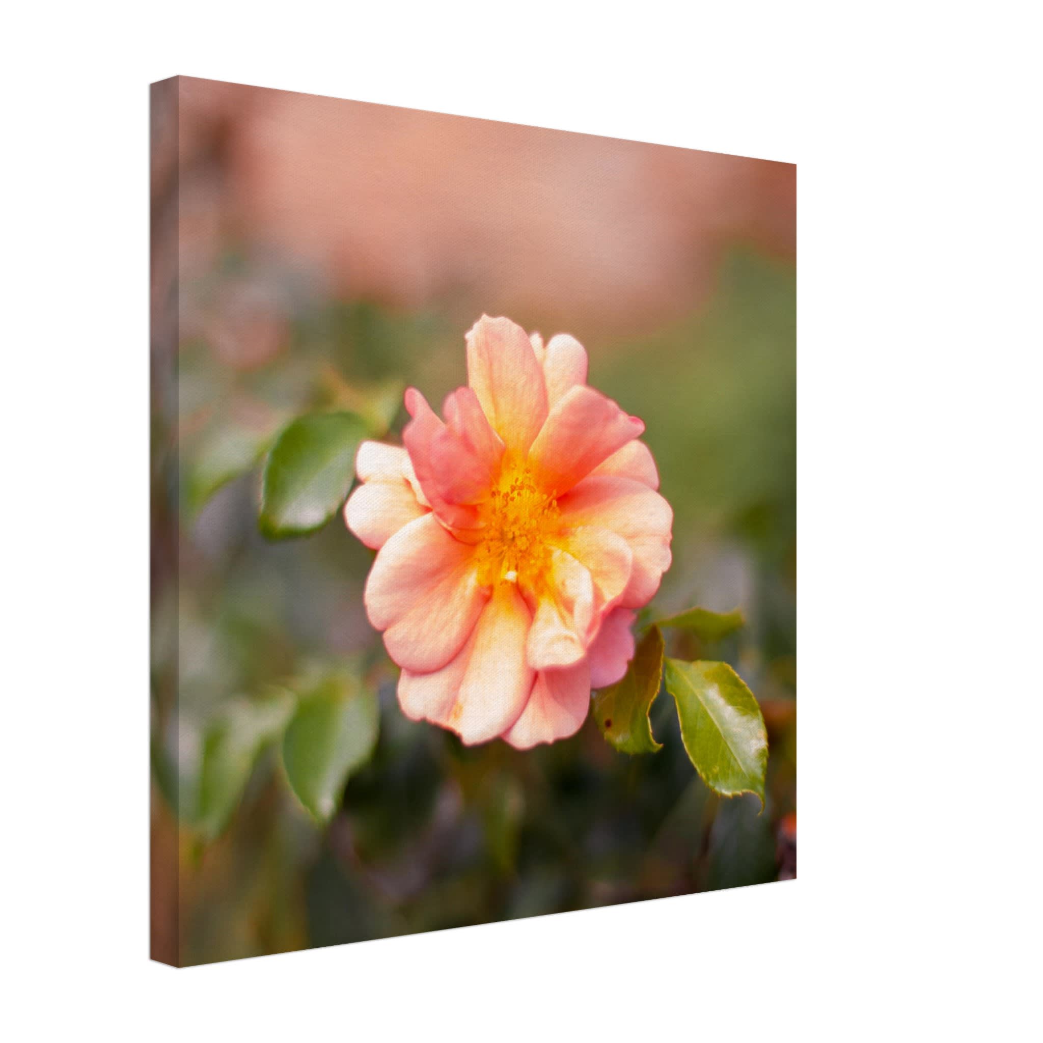 Dog Rose Photo Wall art 40632eed-d2bb-4a0c-86bc-8507cef18a35