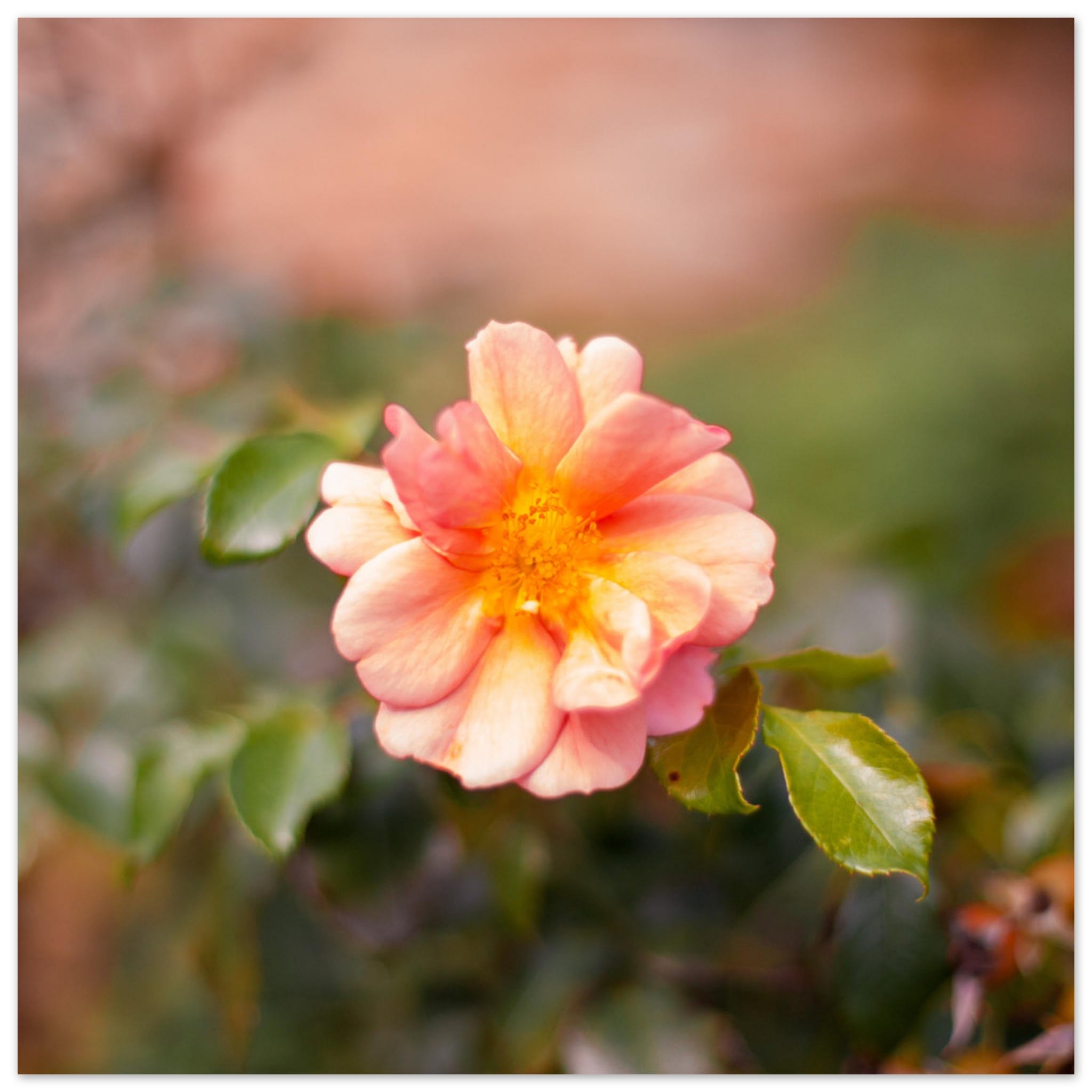 Dog Rose Photo Wall art 5d88c431-6424-493e-a191-c44d23b4654d