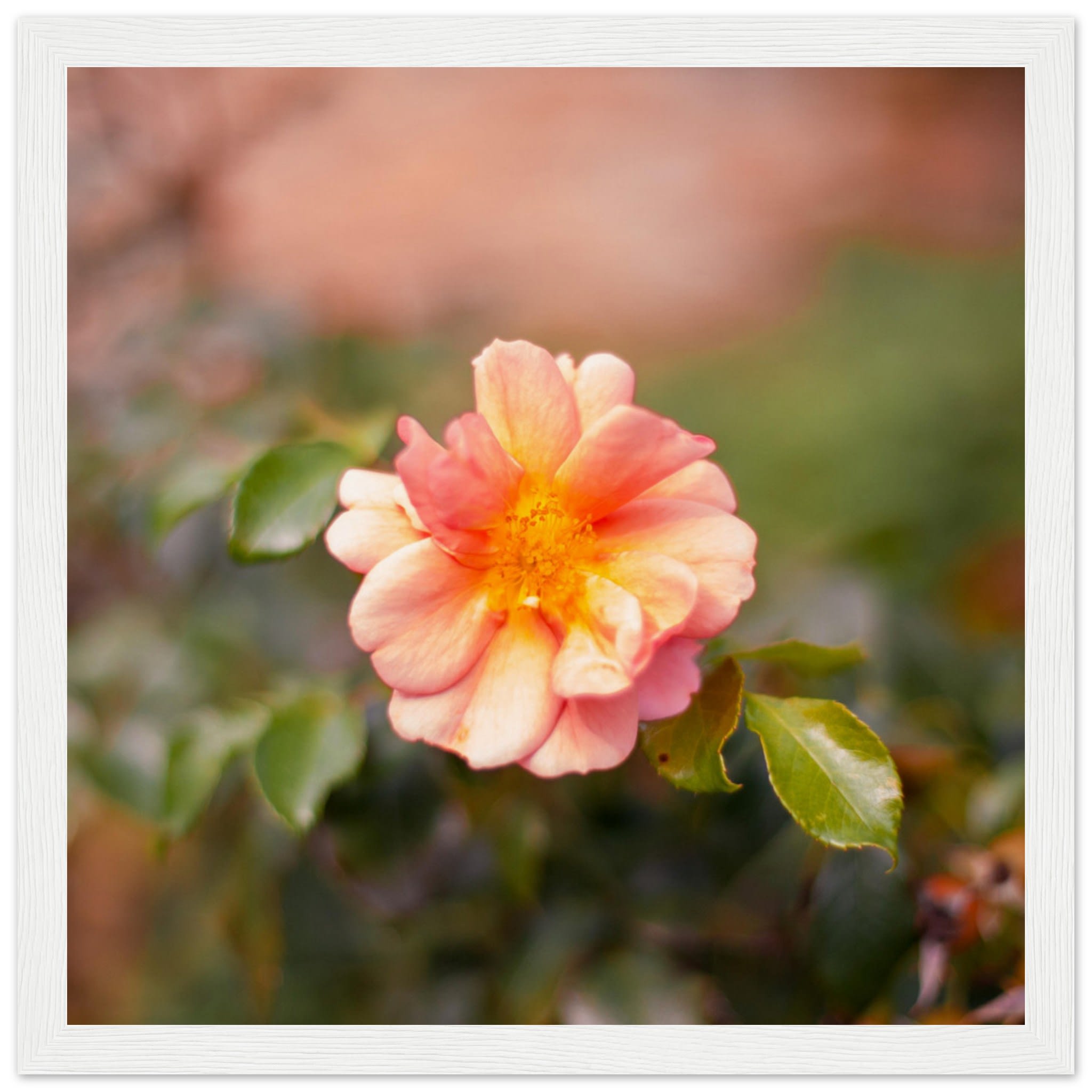 Dog Rose Photo Wall art 4ab0a746-07e1-4b04-9a04-4f452497c95c
