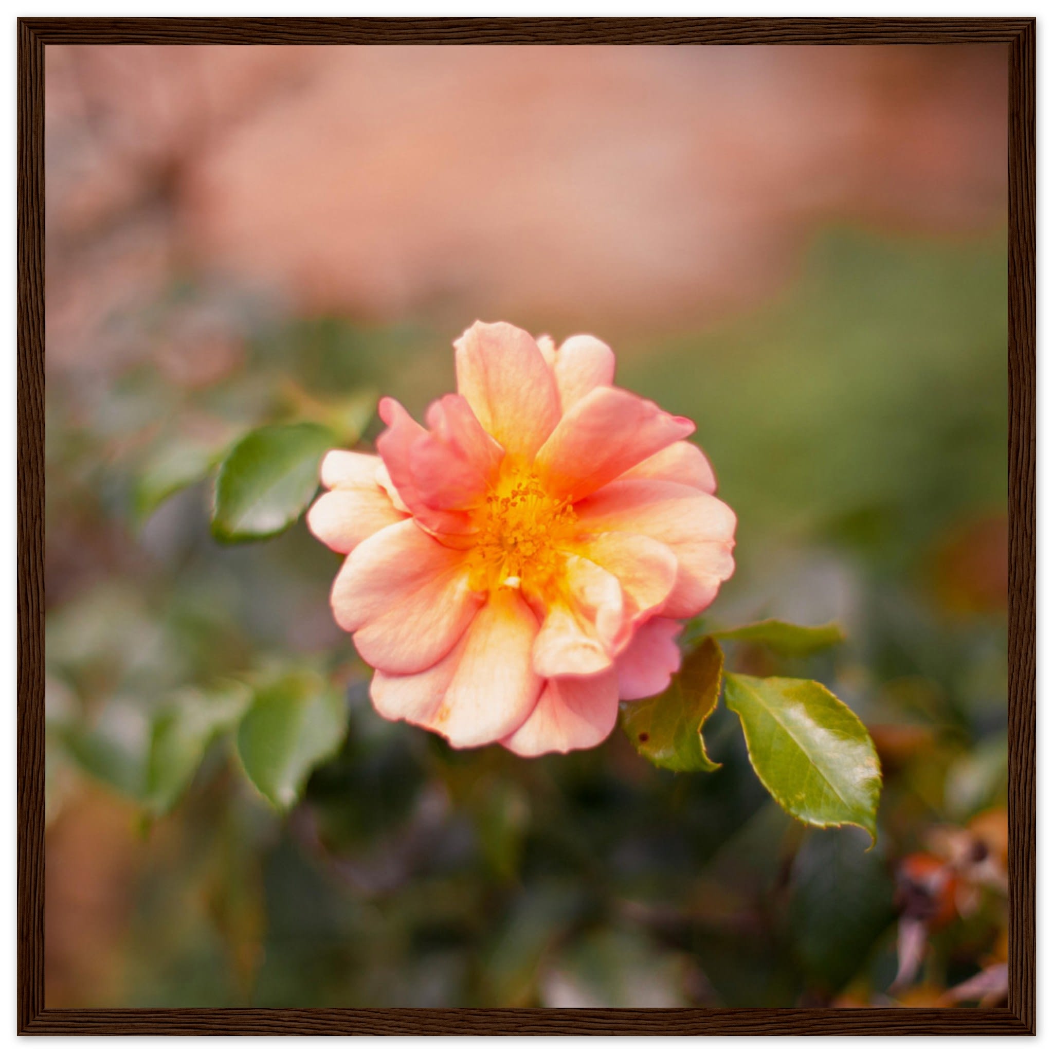Dog Rose Photo Wall art efd79a27-72a8-49f5-98c1-d133538de193