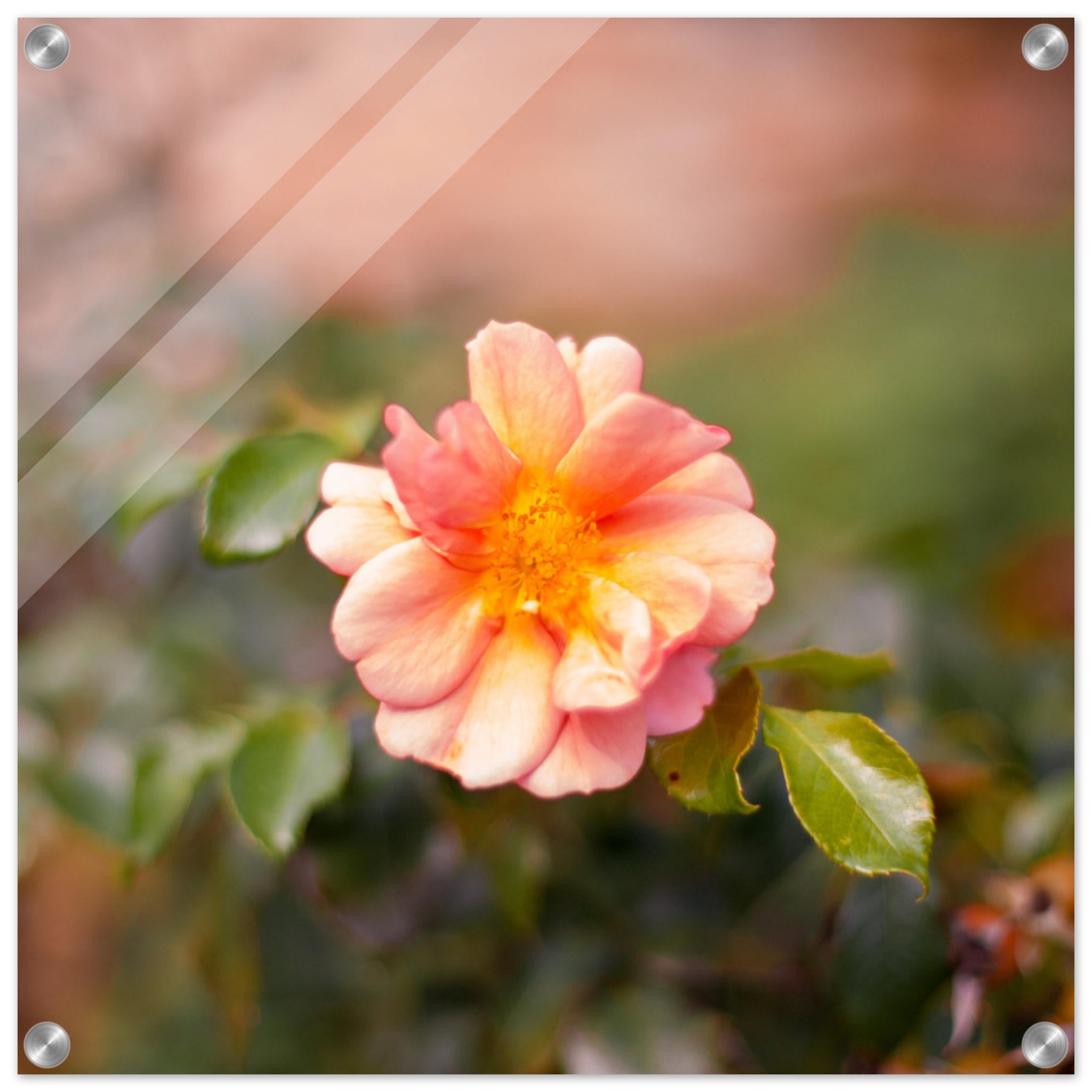 Dog Rose Photo Wall art 36fd1f85-68d6-4165-aefd-a0b2dc22a25b