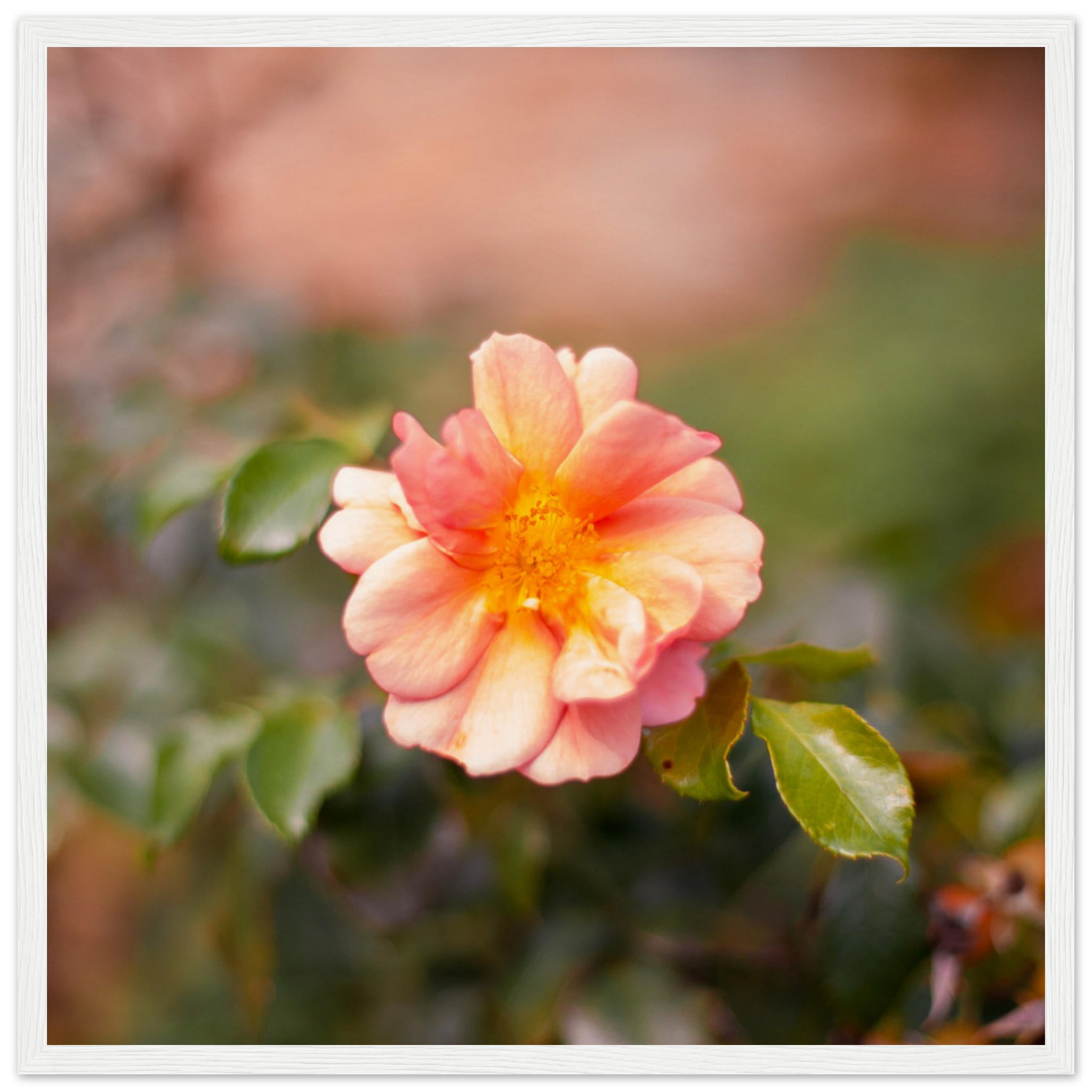 Dog Rose Photo Wall art 792b0d17-aefc-4979-b14a-2dee624bf0d6