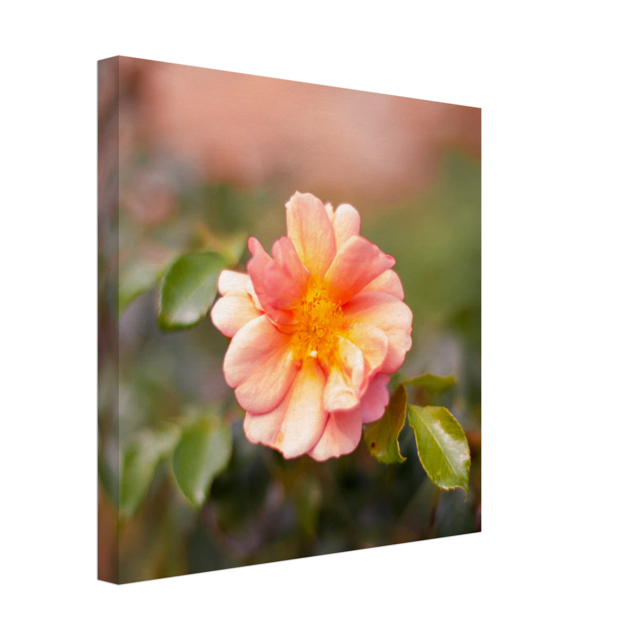 Dog Rose Photo Wall art 7e8cd085-7e12-40bc-8497-d91af720c1b8