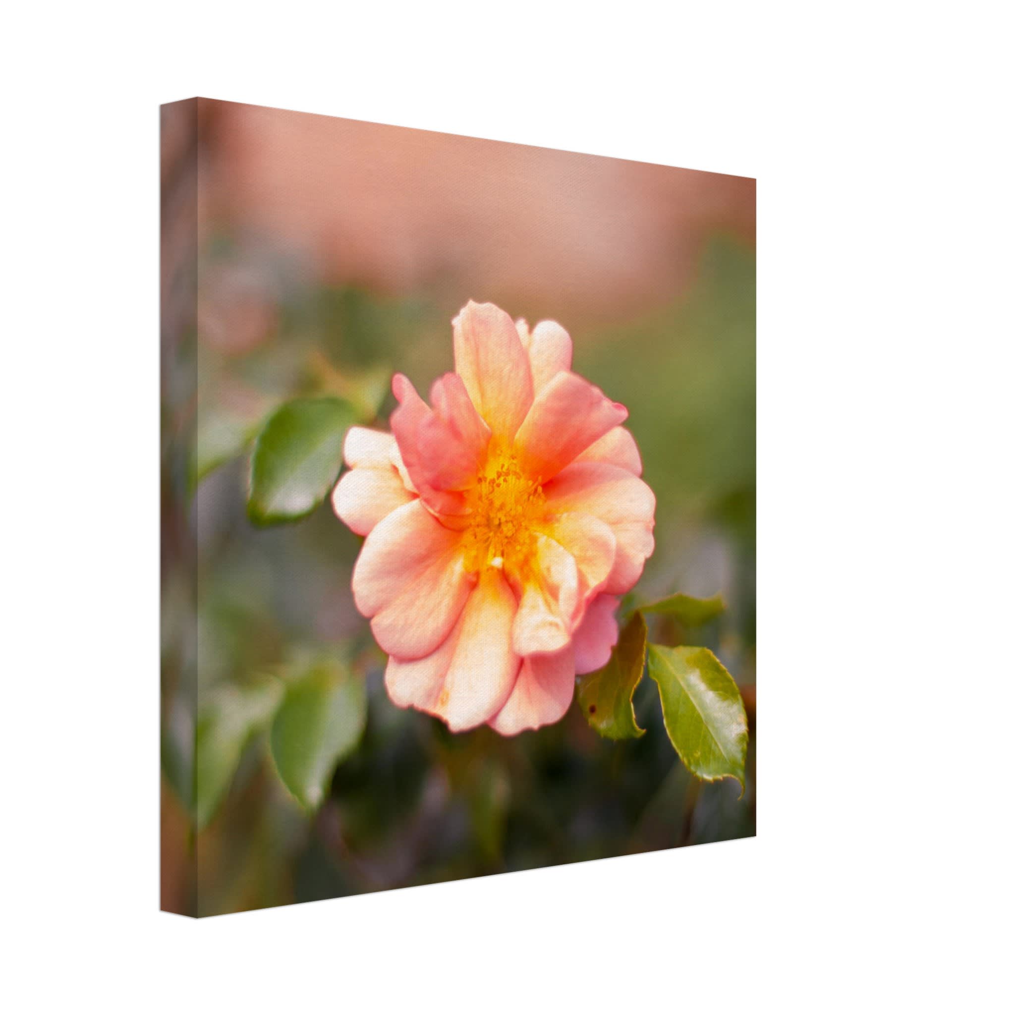 Dog Rose Photo Wall art 3e8a4c04-285a-4b16-bcad-07f8bf35e541